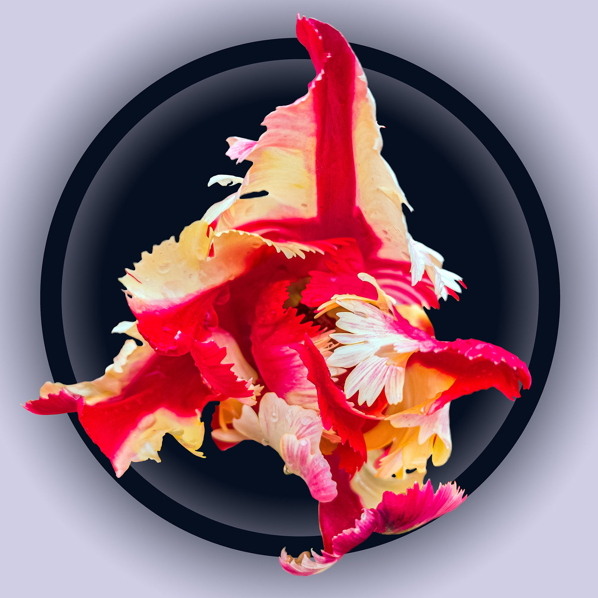 Red White Tulip 03