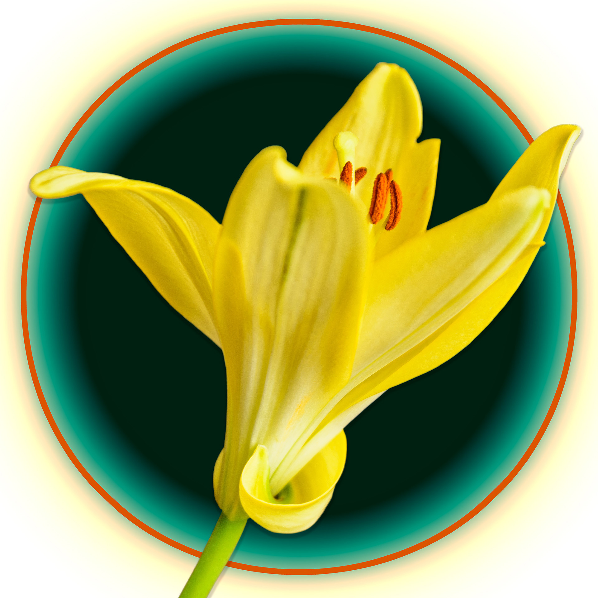 Yellow Lily