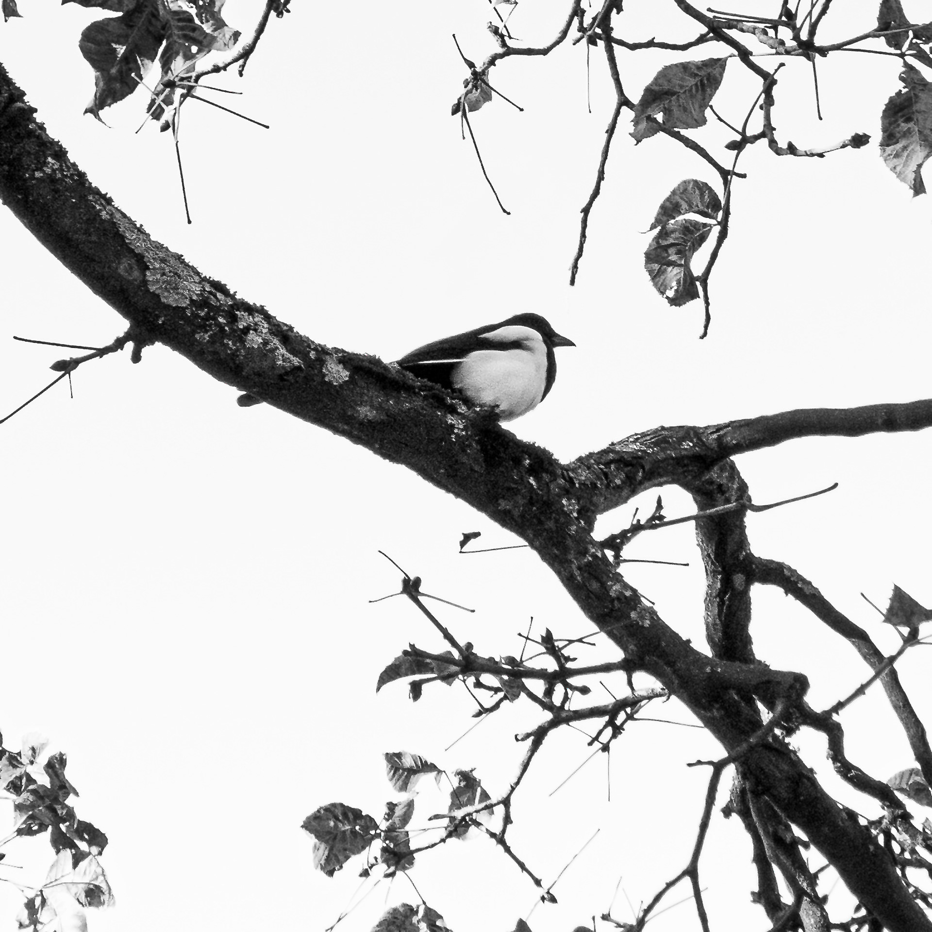 Magpie Bird