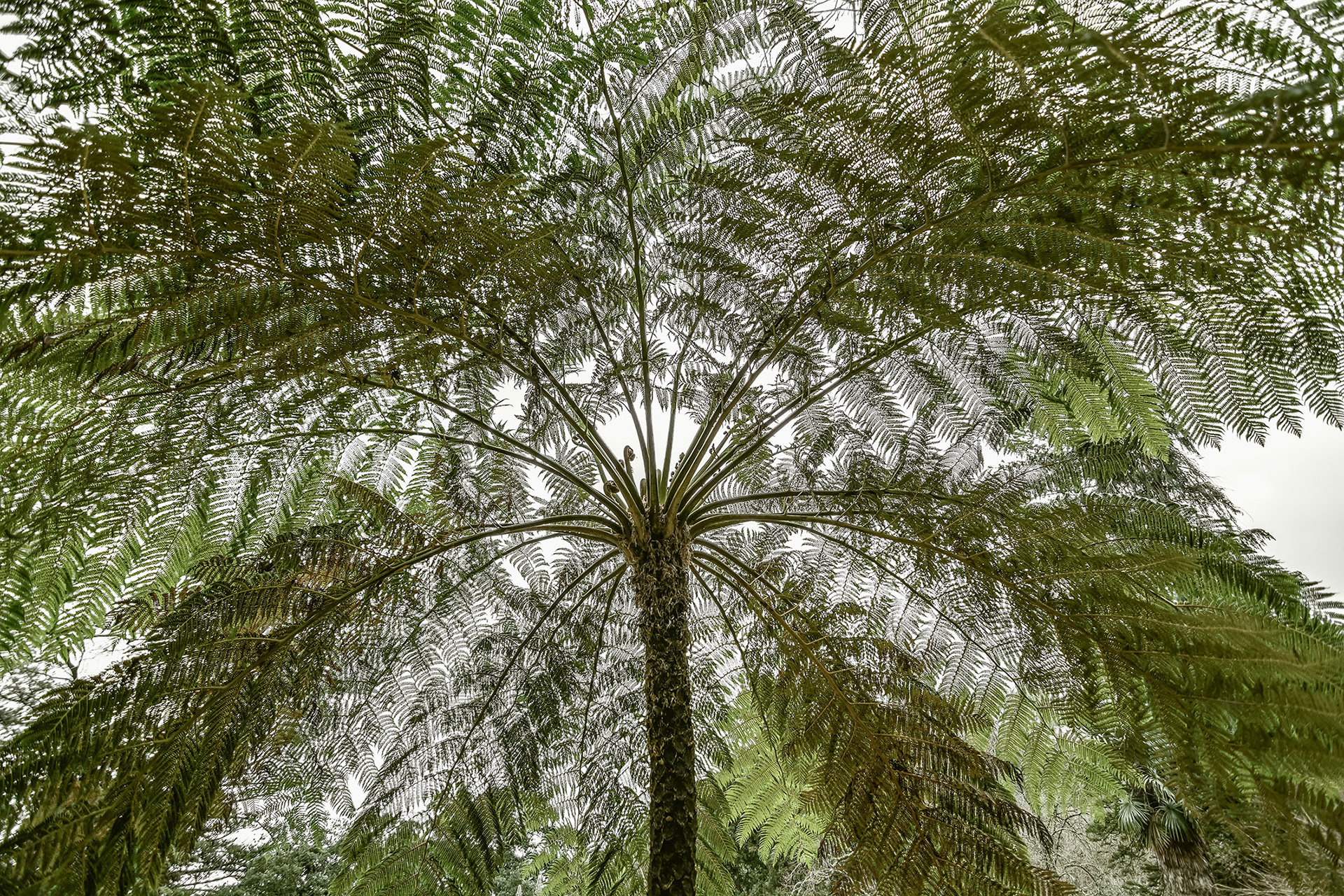 Fern