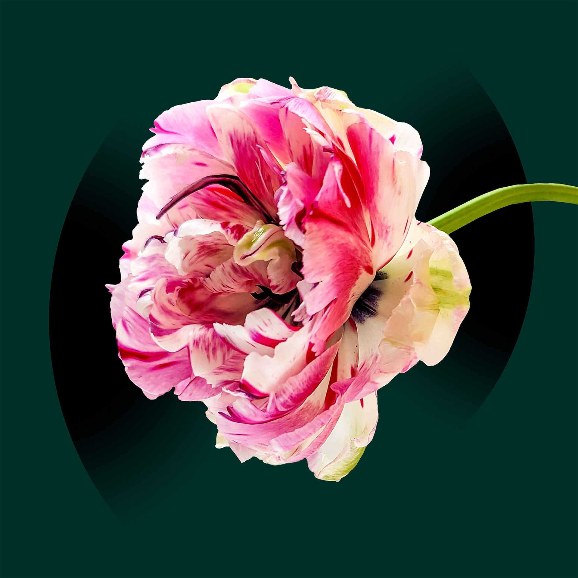 French Tulip