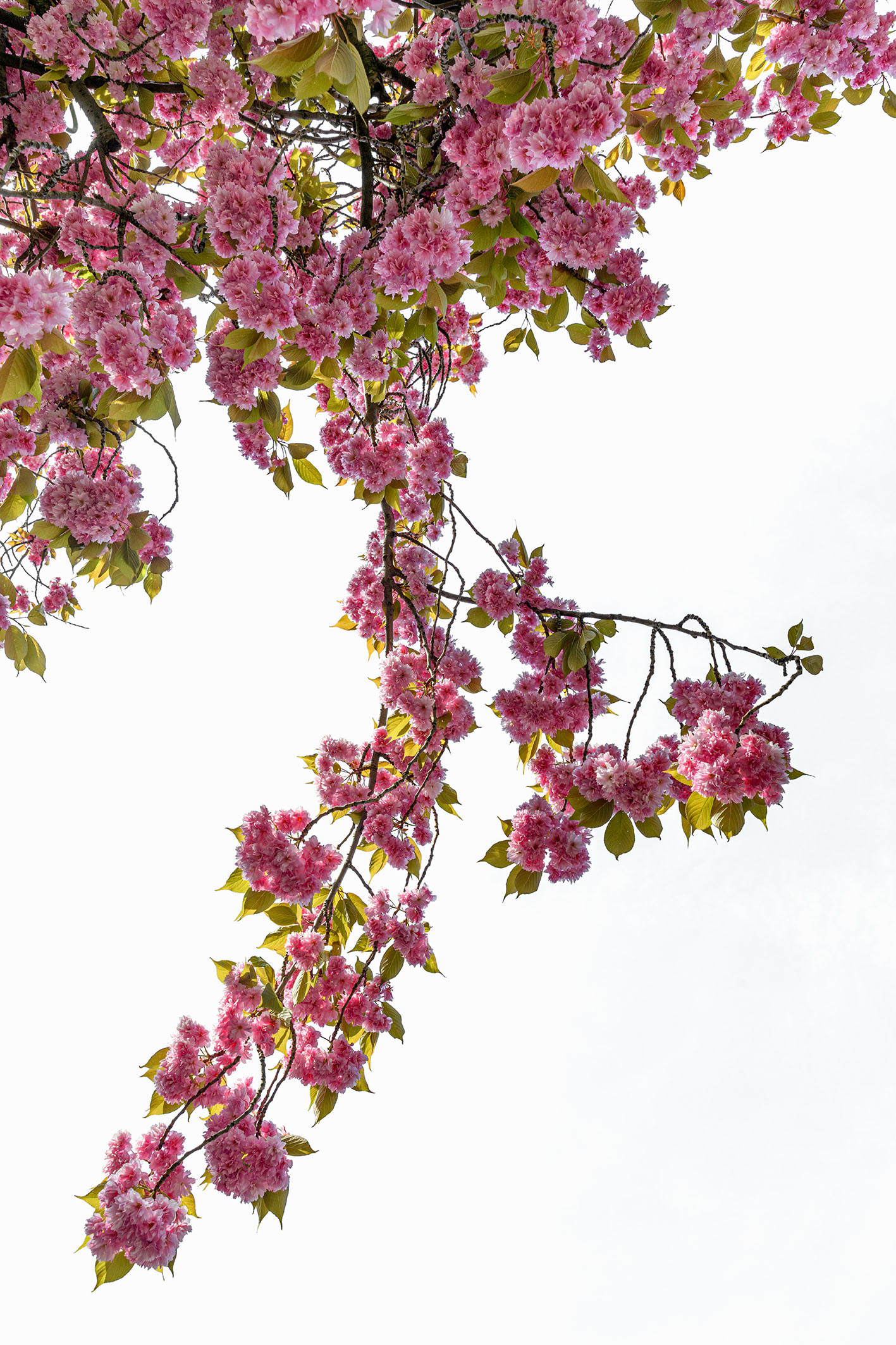 Pink Cherry Blossoms