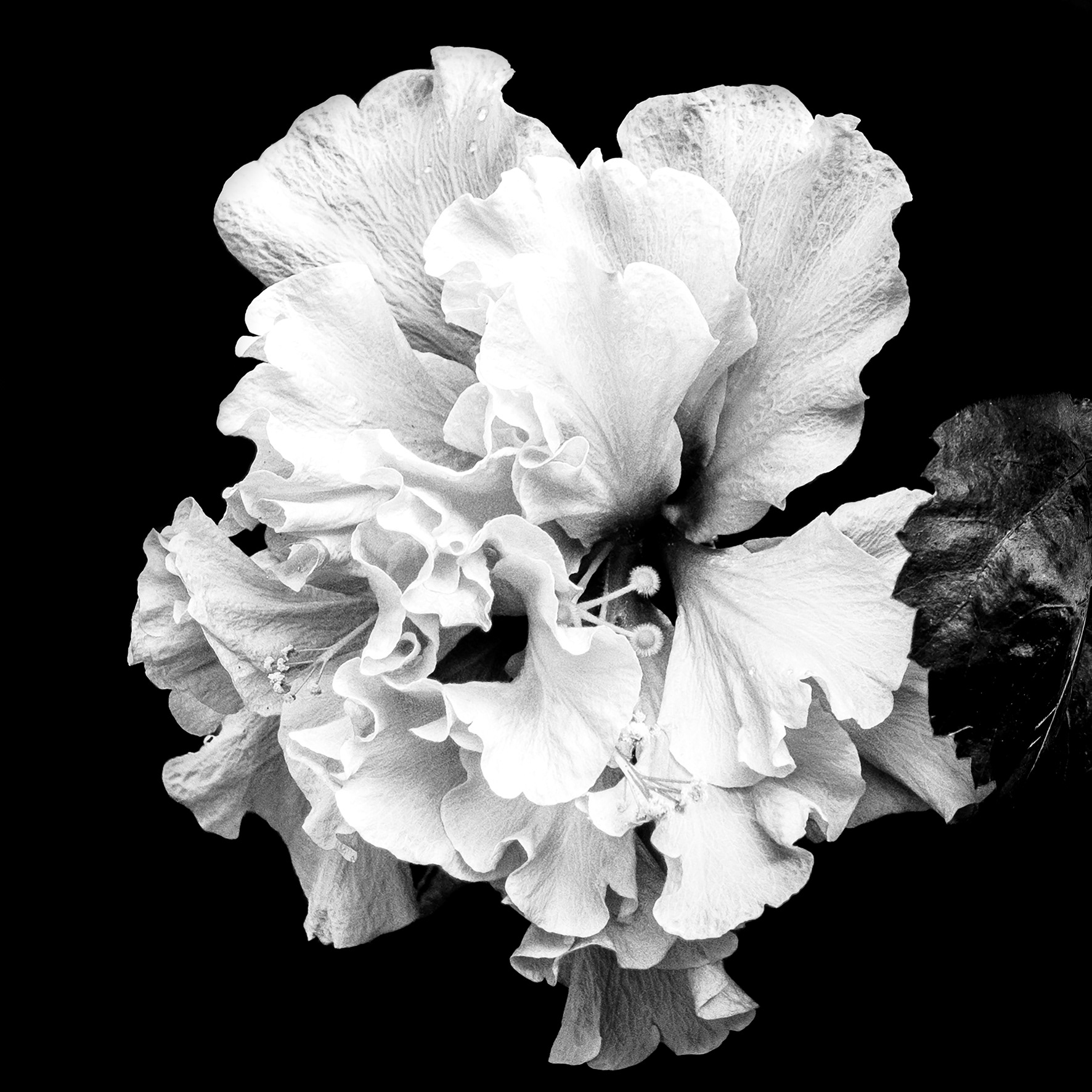 Hibiscus