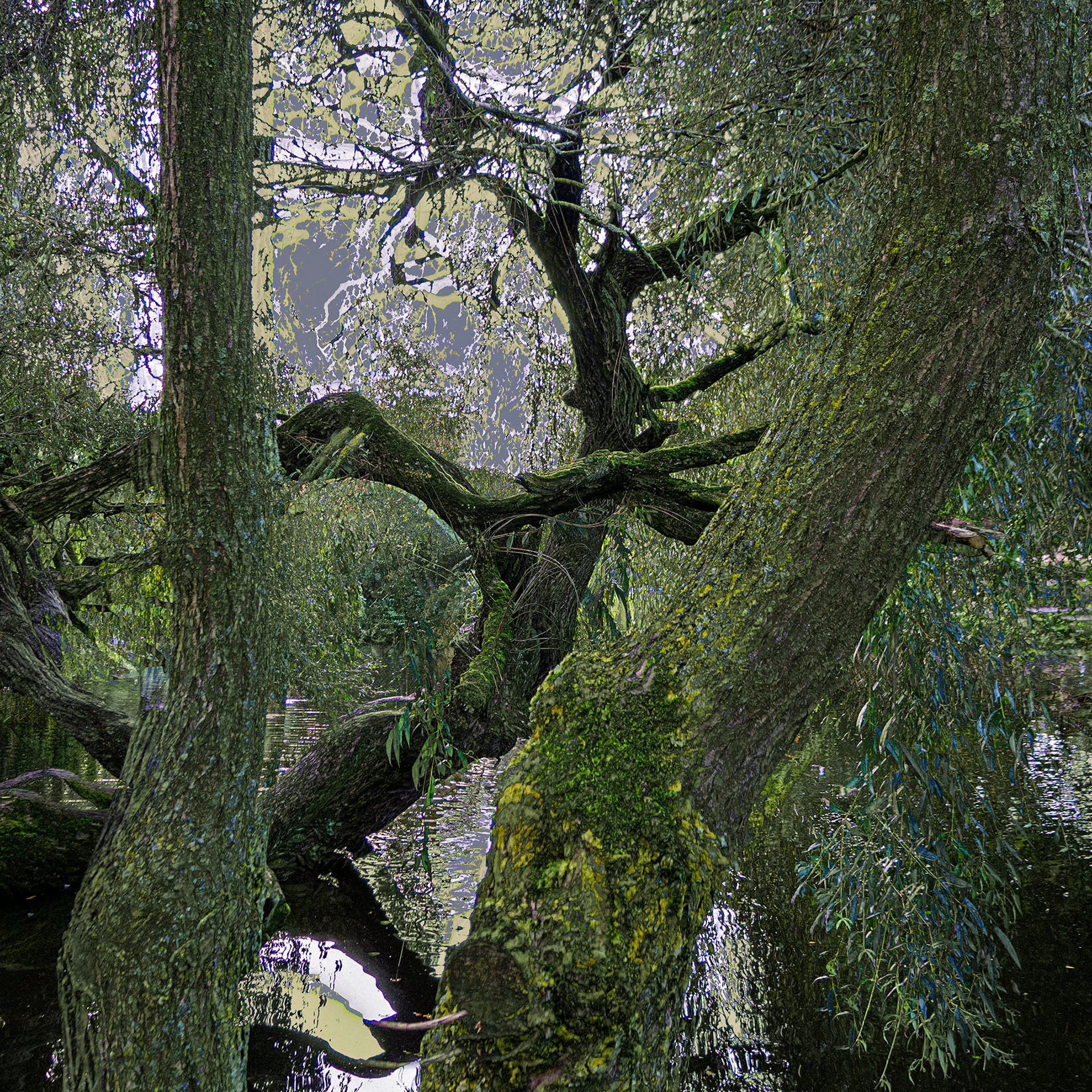 Between the Trees