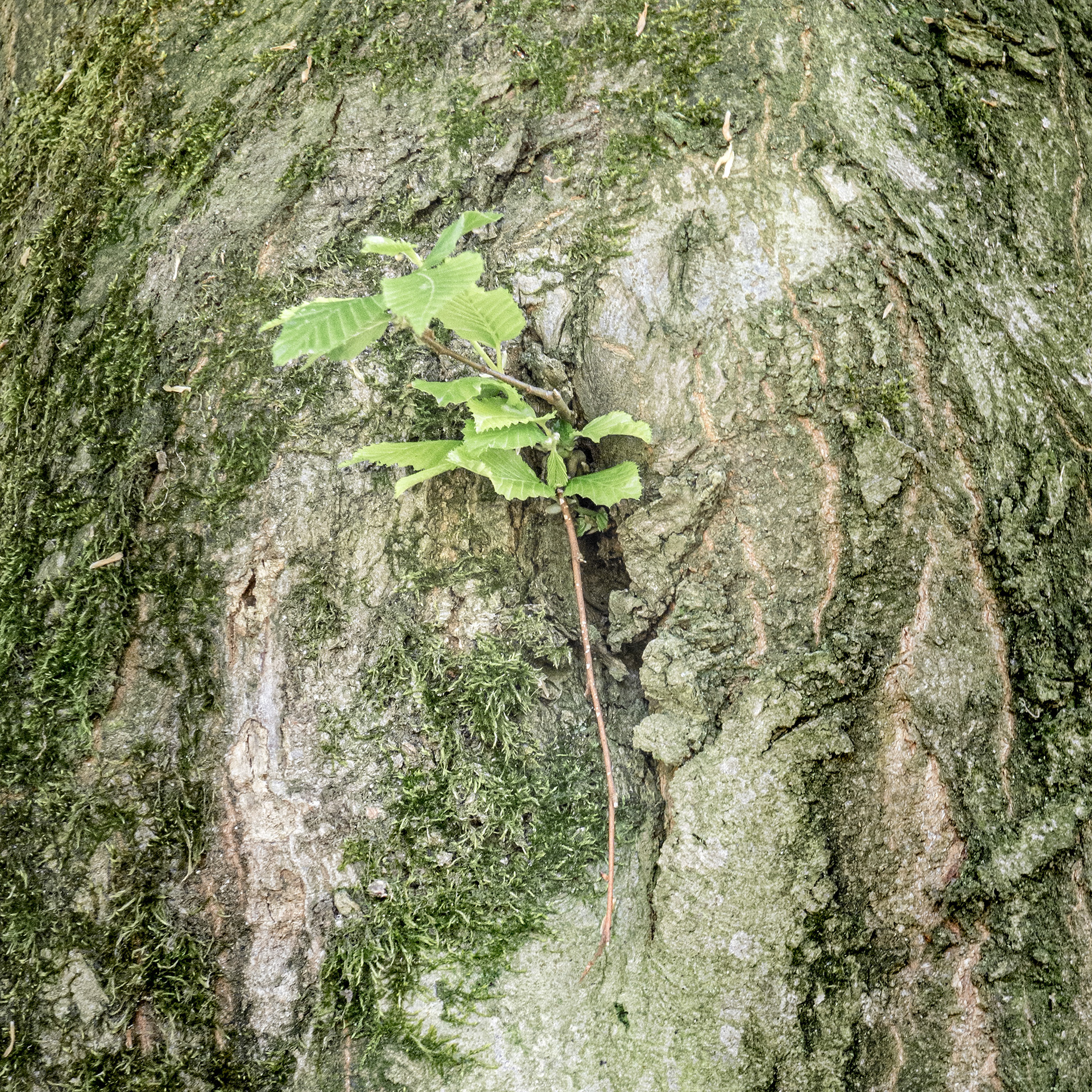 Tree Trunck