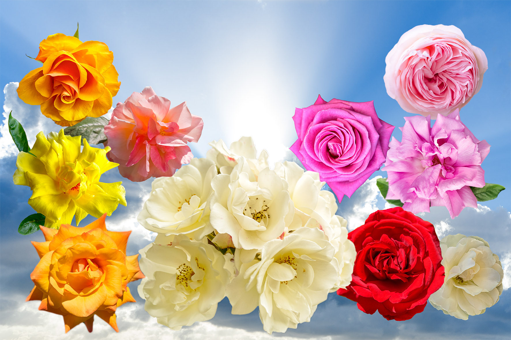 Sky of Roses
