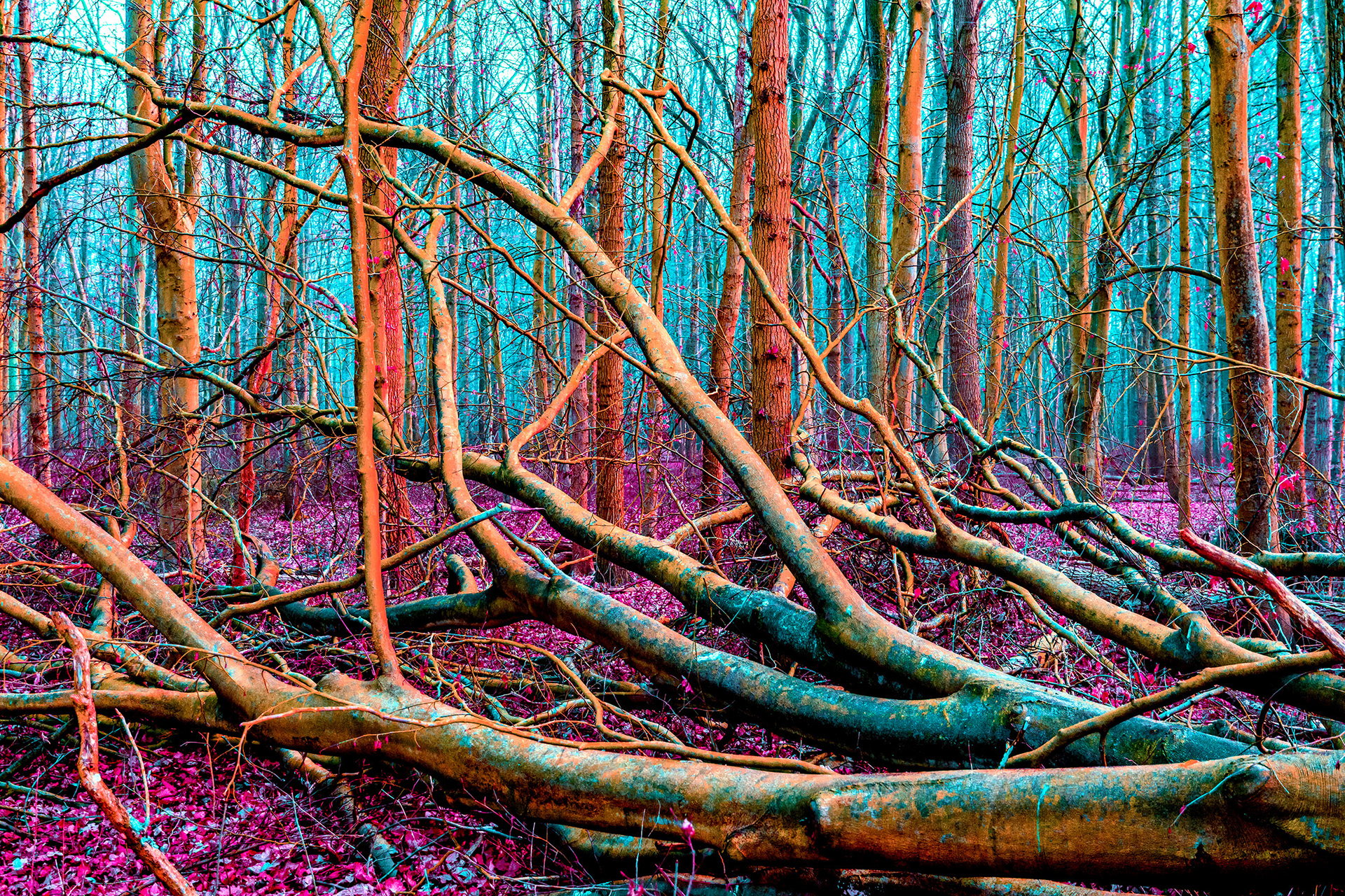 Colourful Branches
