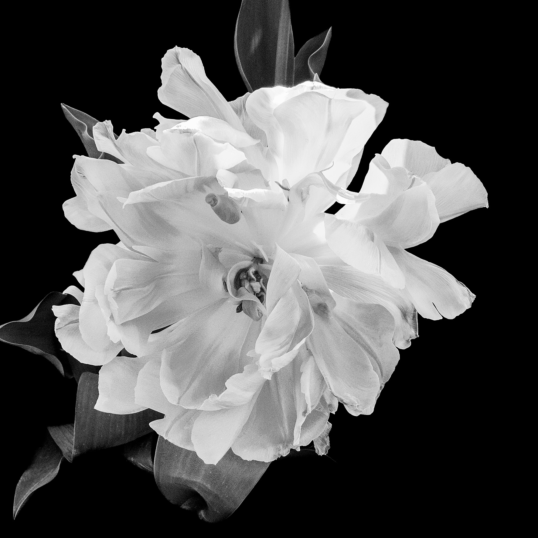 White Tulip
