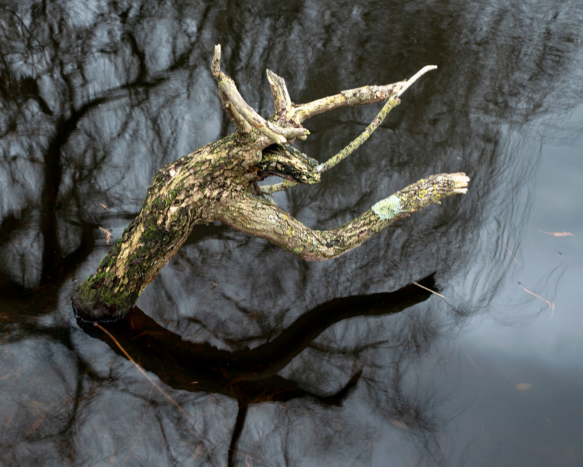 Monster Branche