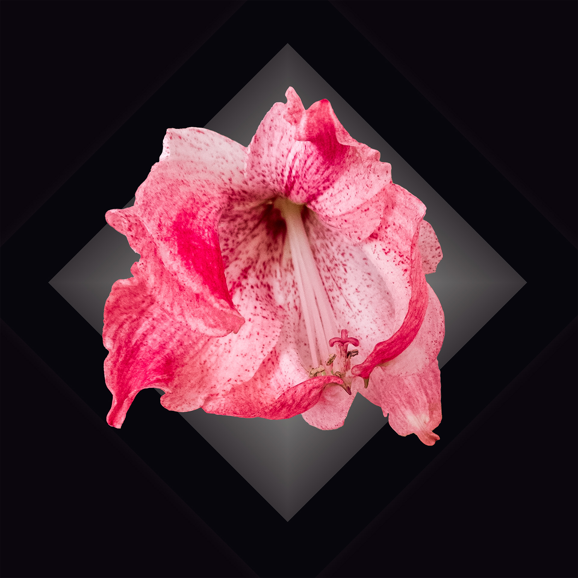 Amaryllis 130