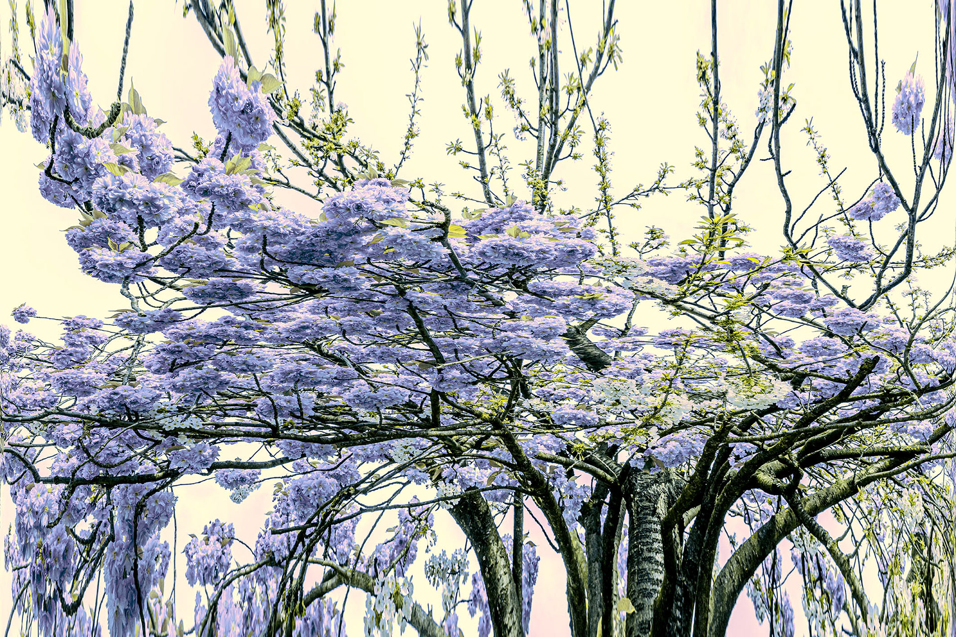 Blooming II