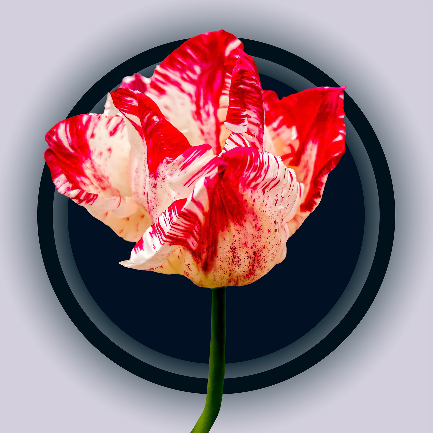 Red White Tulip 02