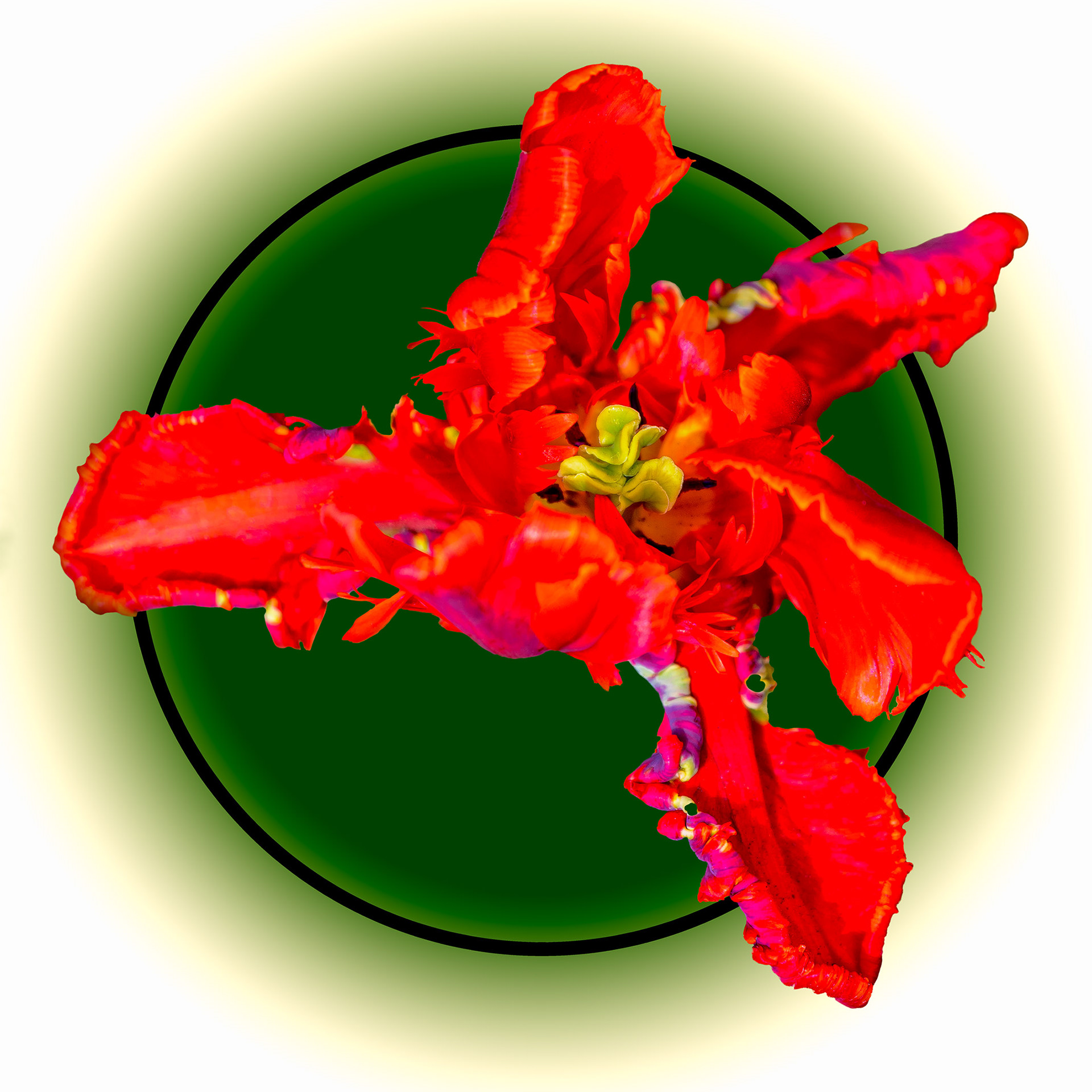 Blossomed Tulip 01