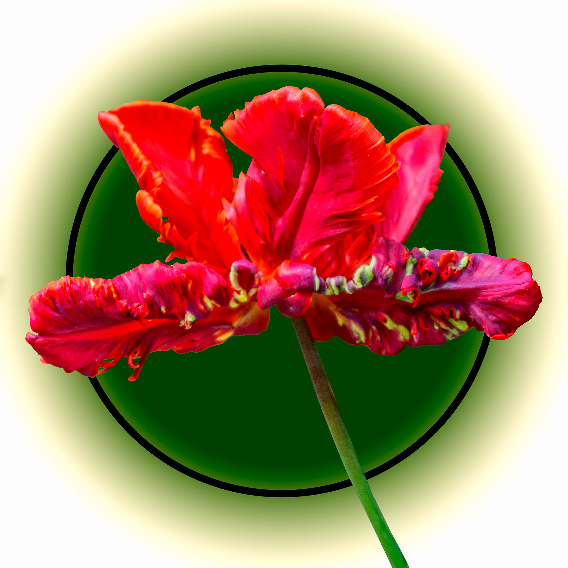 Blossomed Tulip 02