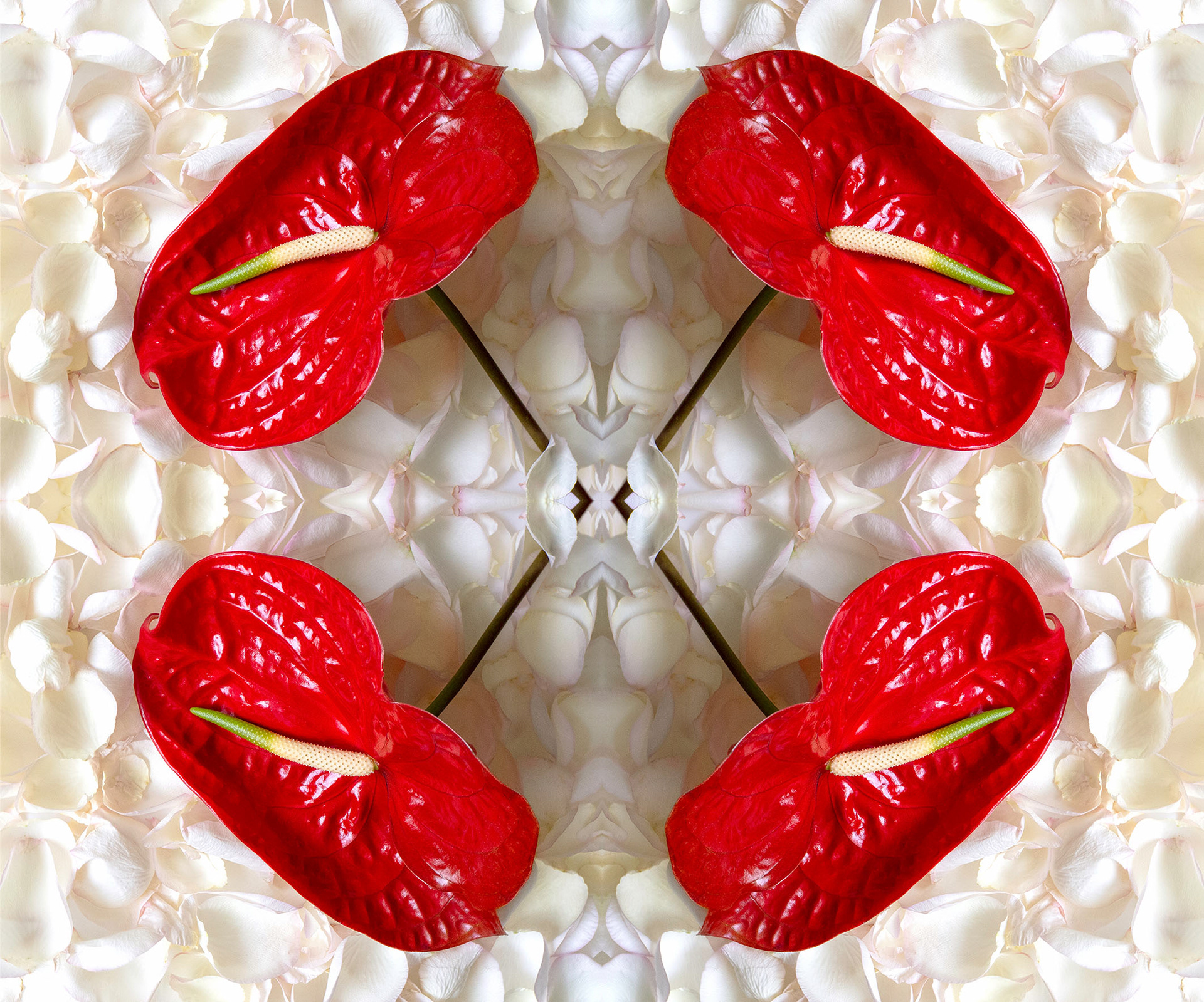 Red Anthuriums