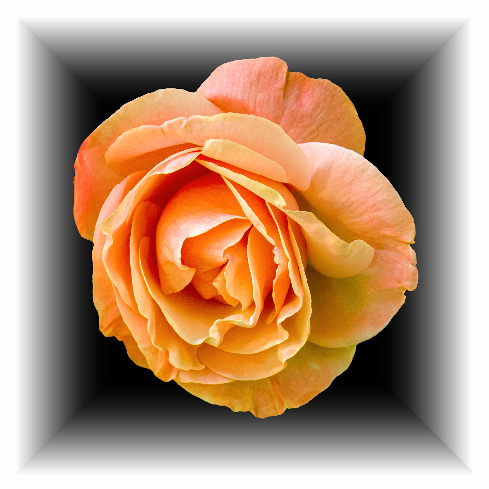 Orange Rise