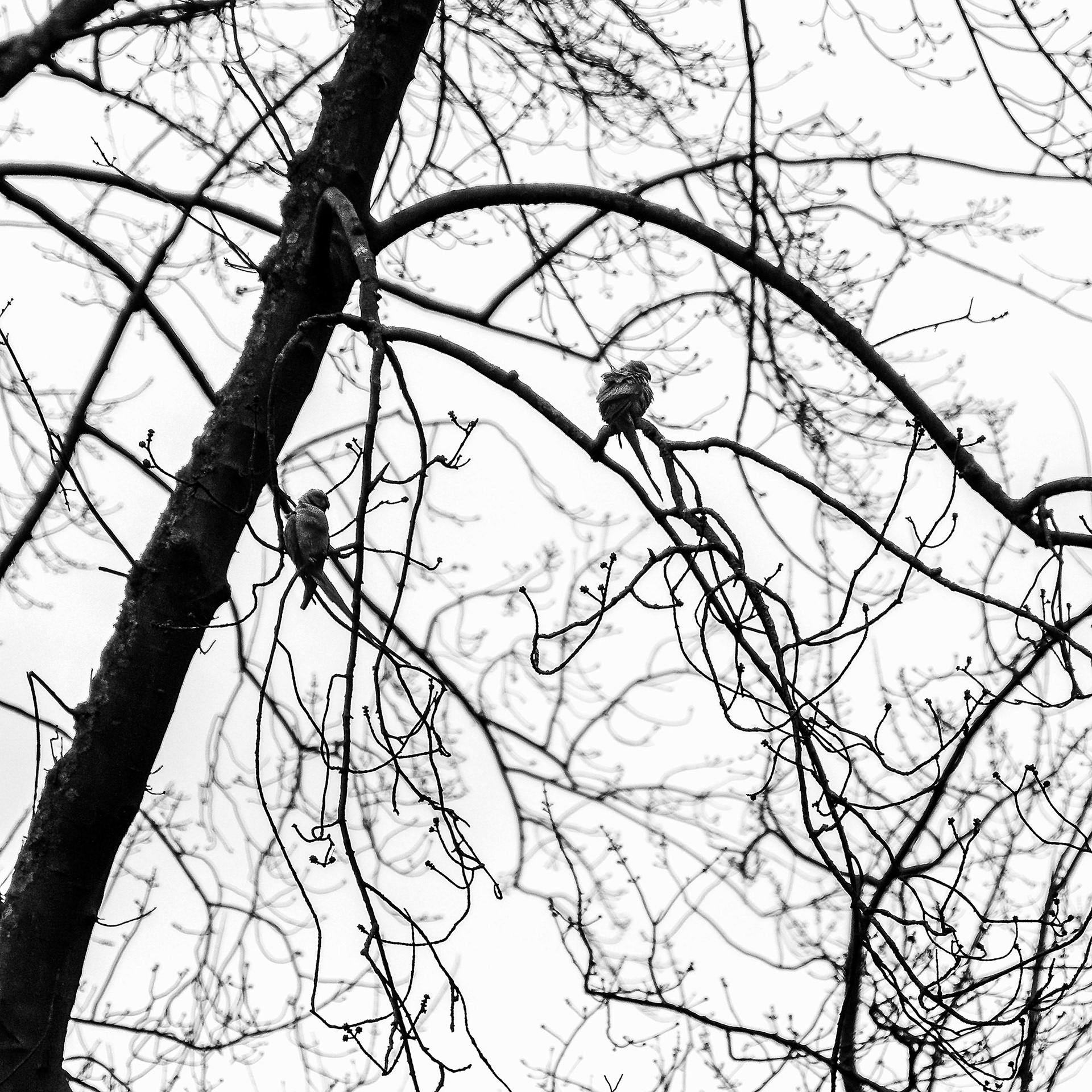 Two Parakeets
