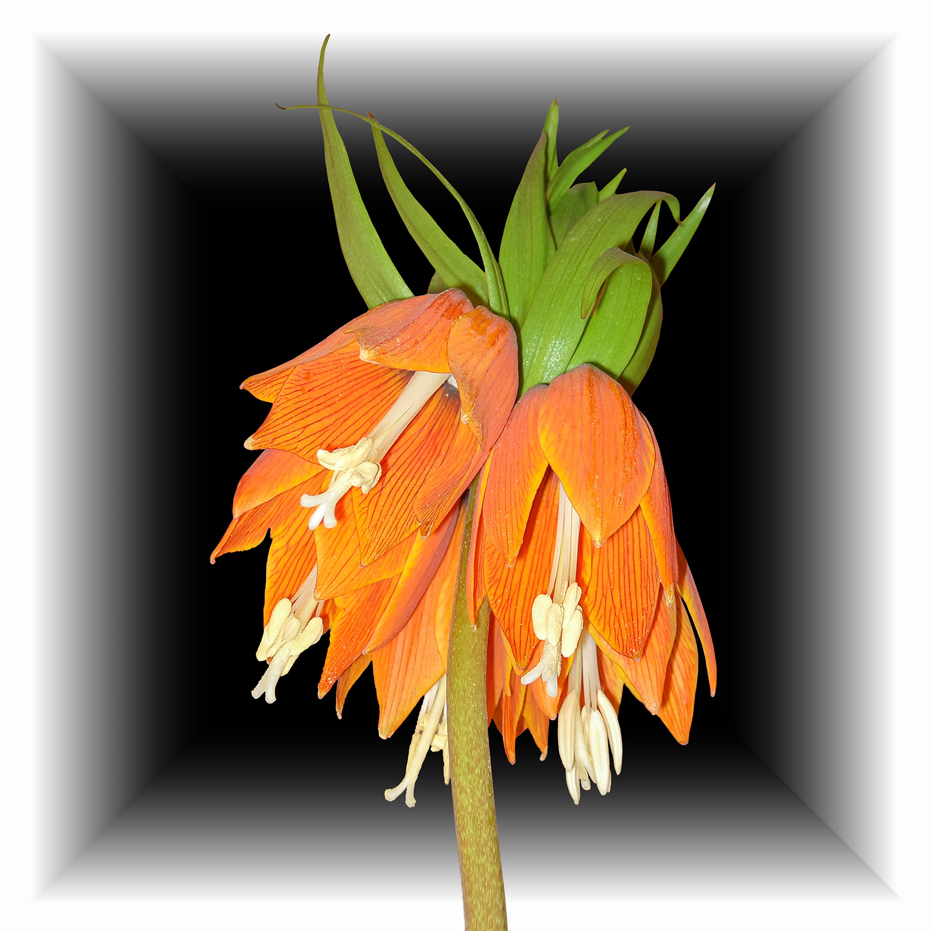 Fritillaria