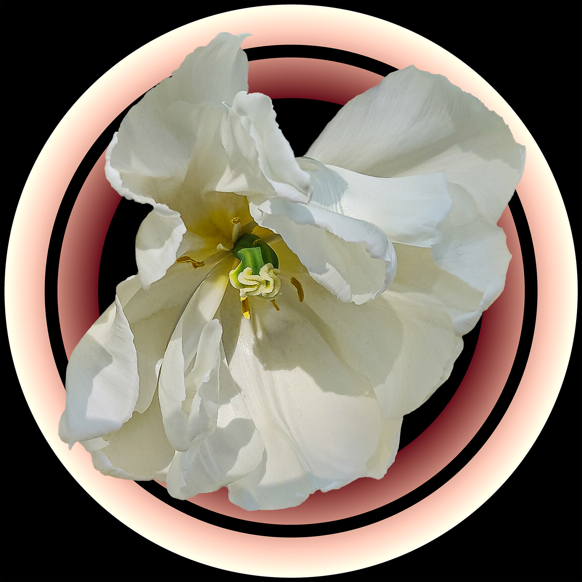 White Tulip 3