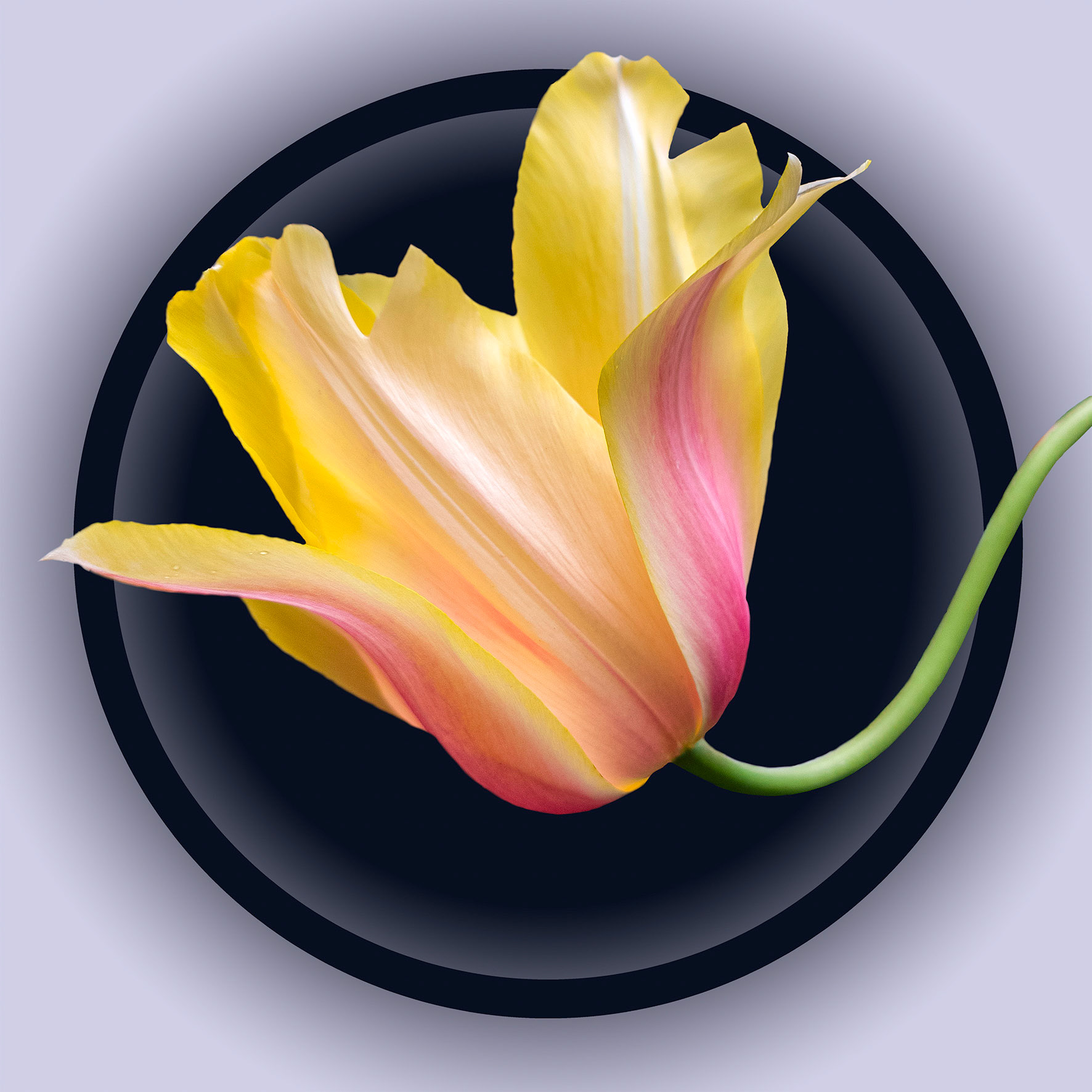 Yellow Pink Tulip 02