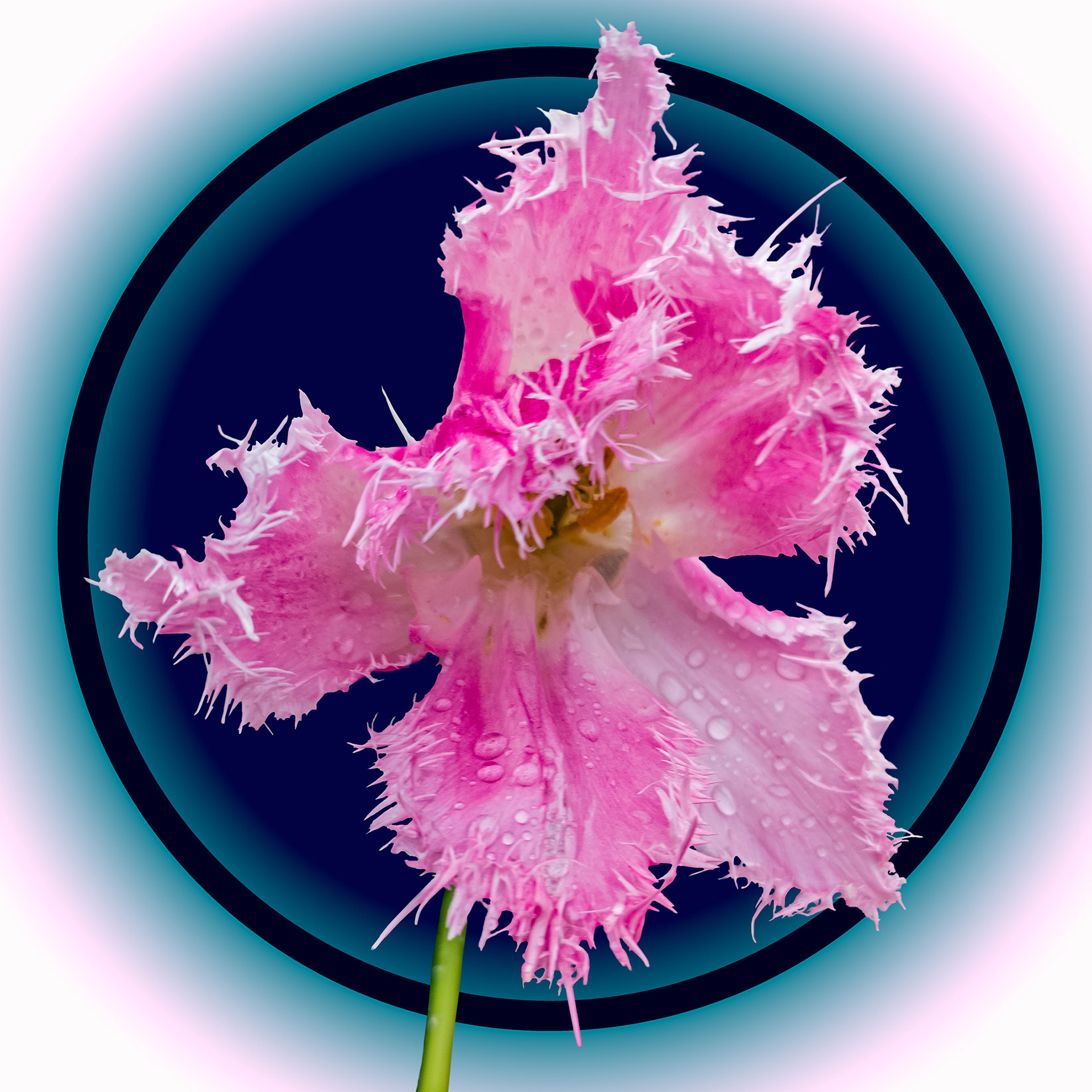 Pink Tulip 2