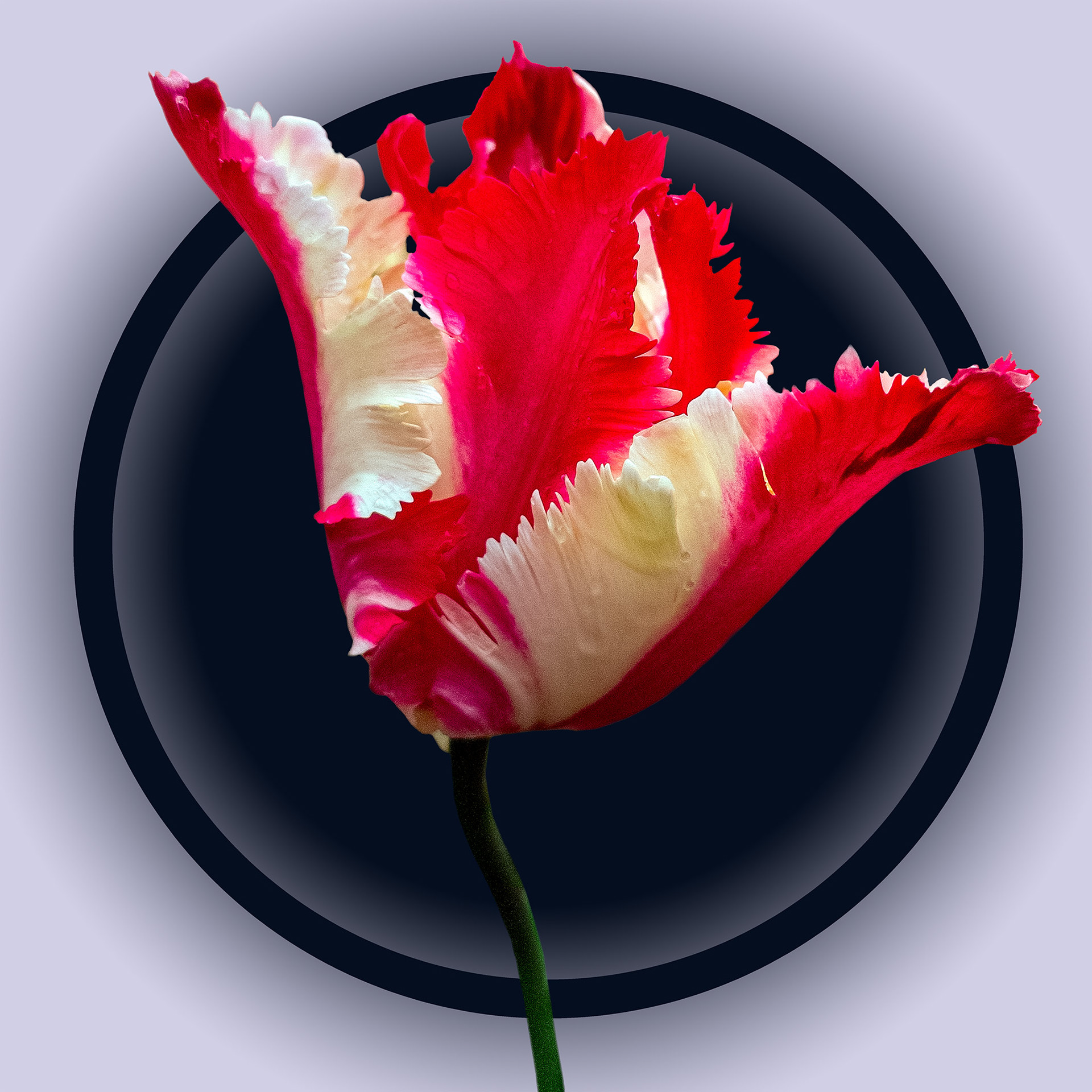 Red and White Tulip 4