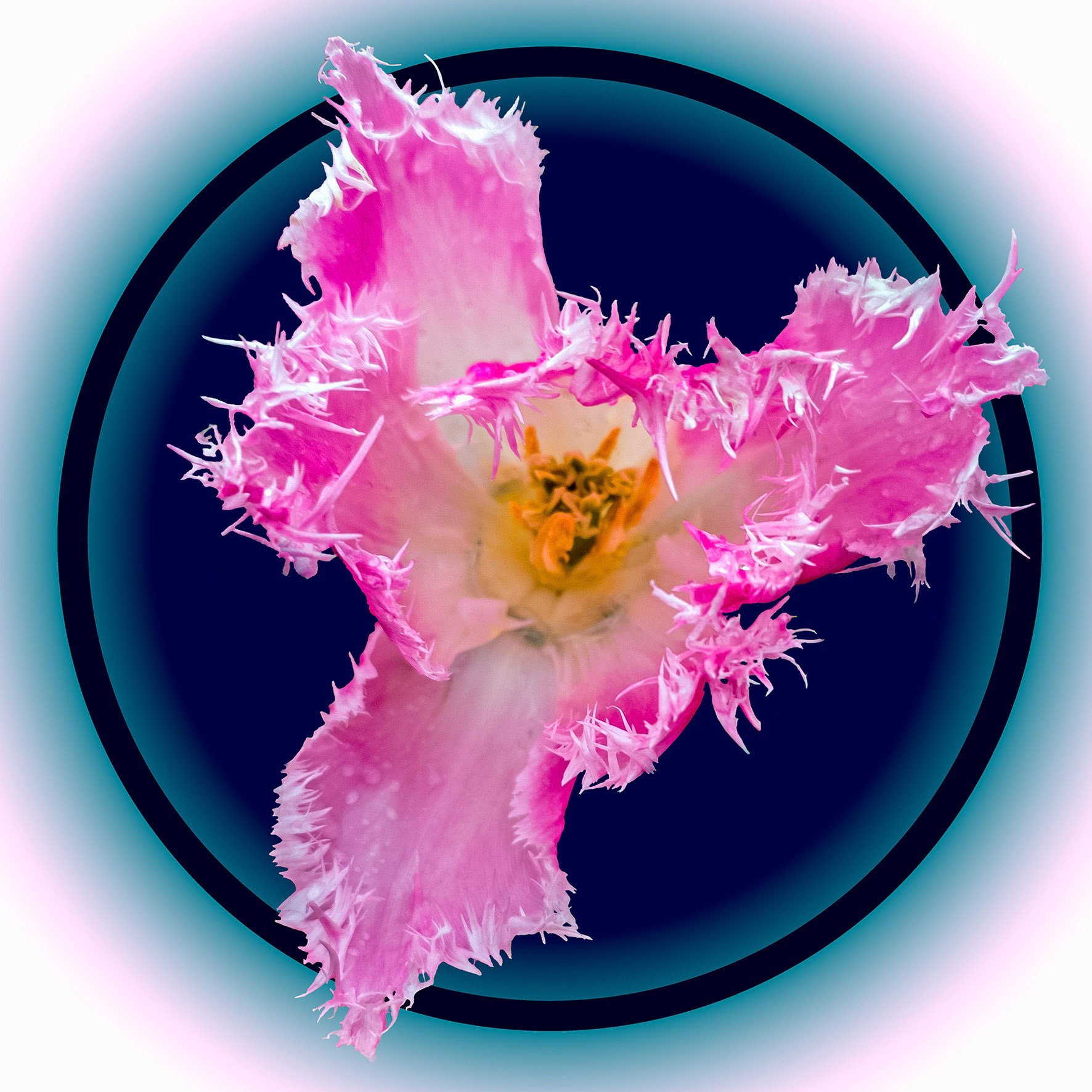 Pink Tulip 1