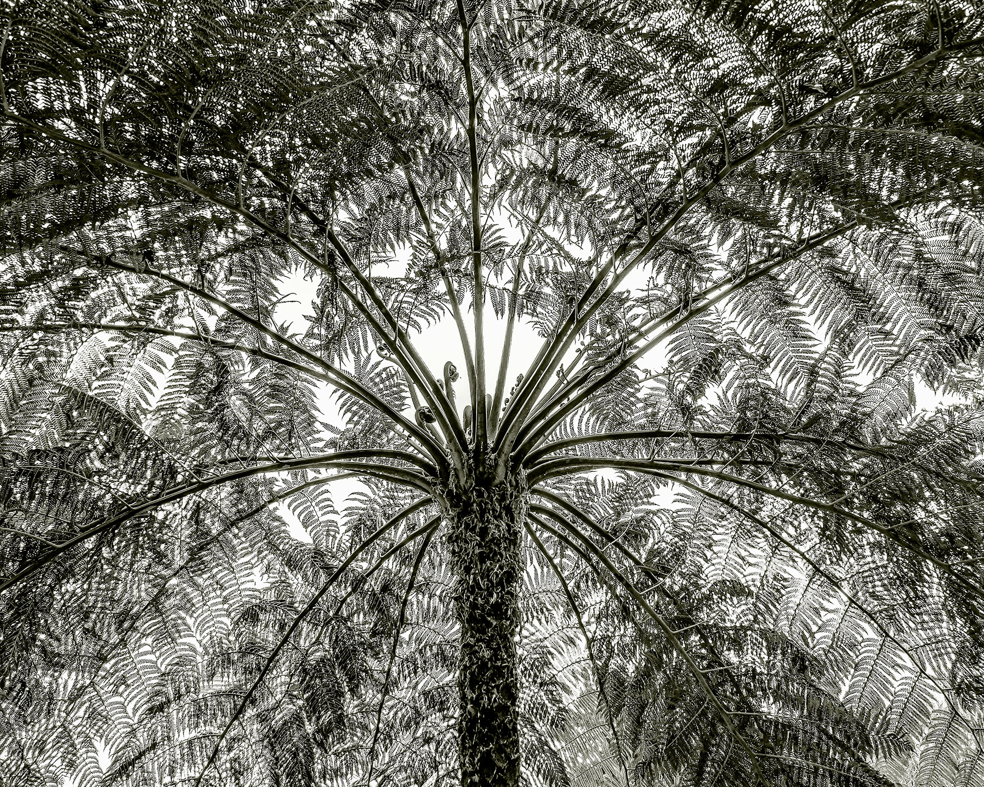 Fern Black and White