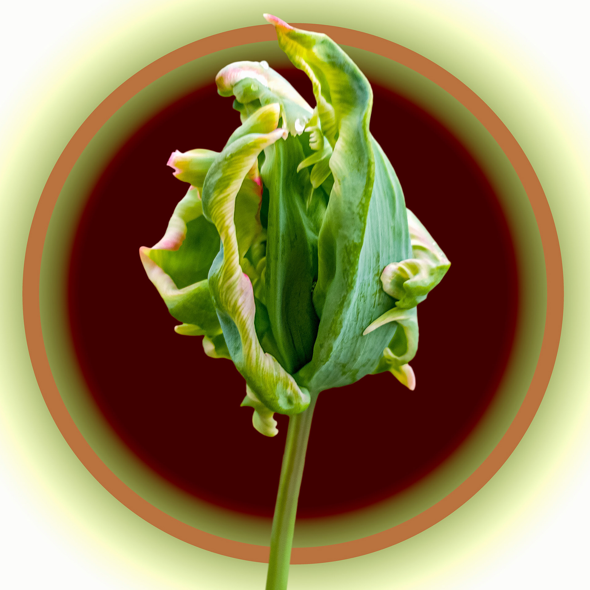 Green Pink Tulip 03