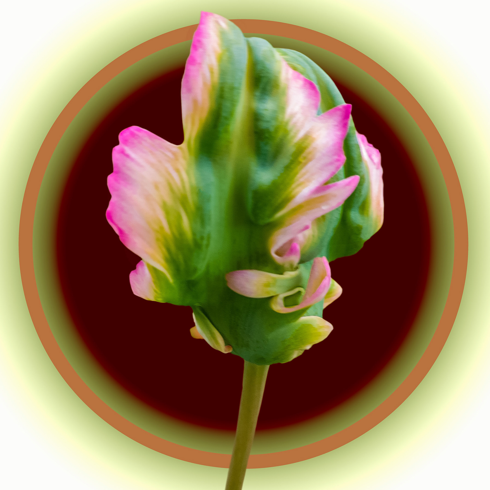 Green Pink Tulip 02