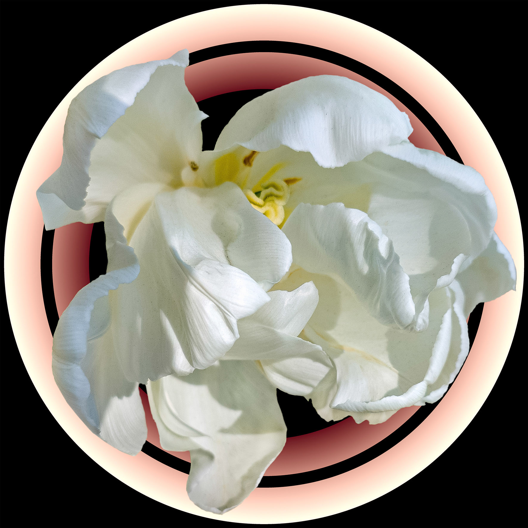 White Tulip 2