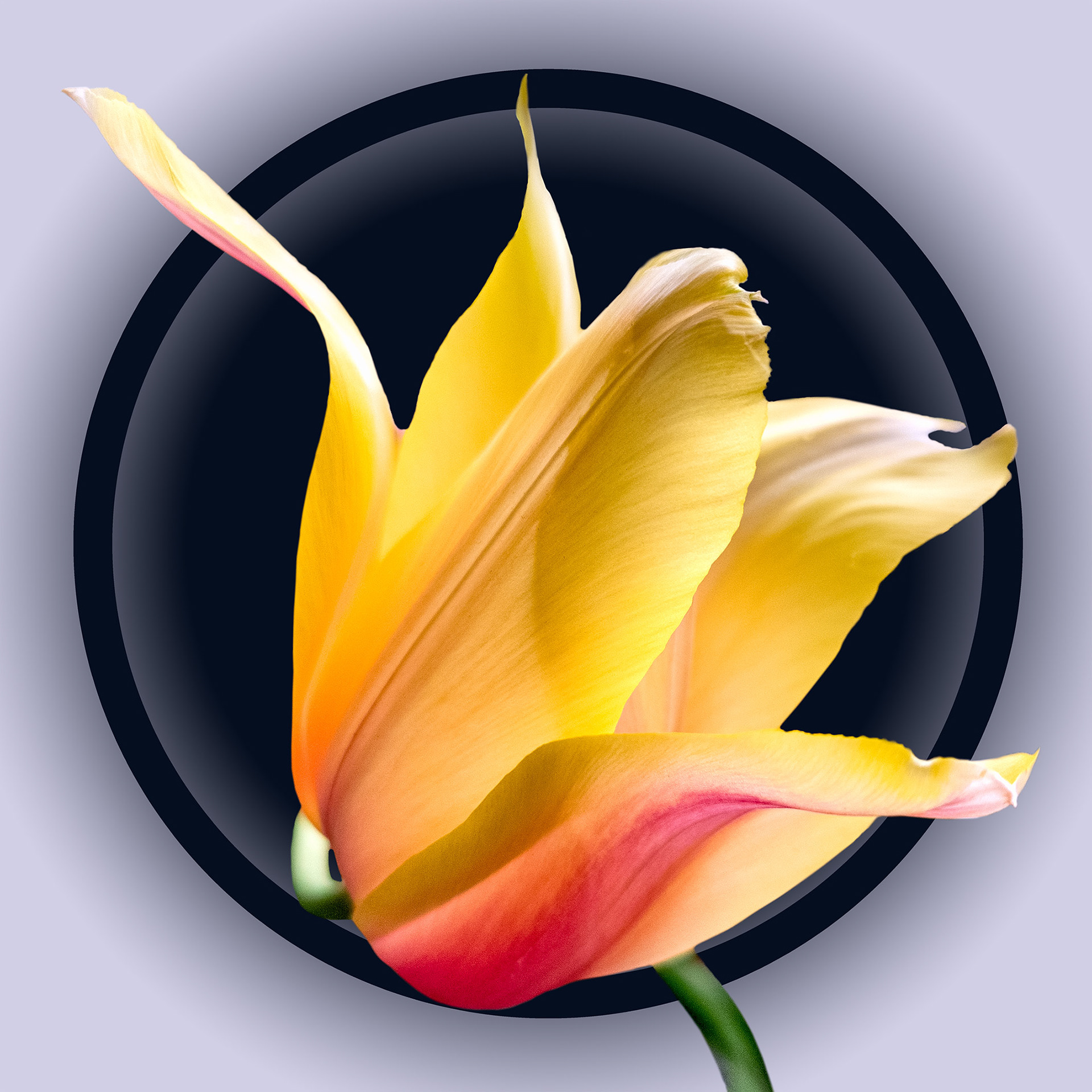 Yellow Pink Tulip 01