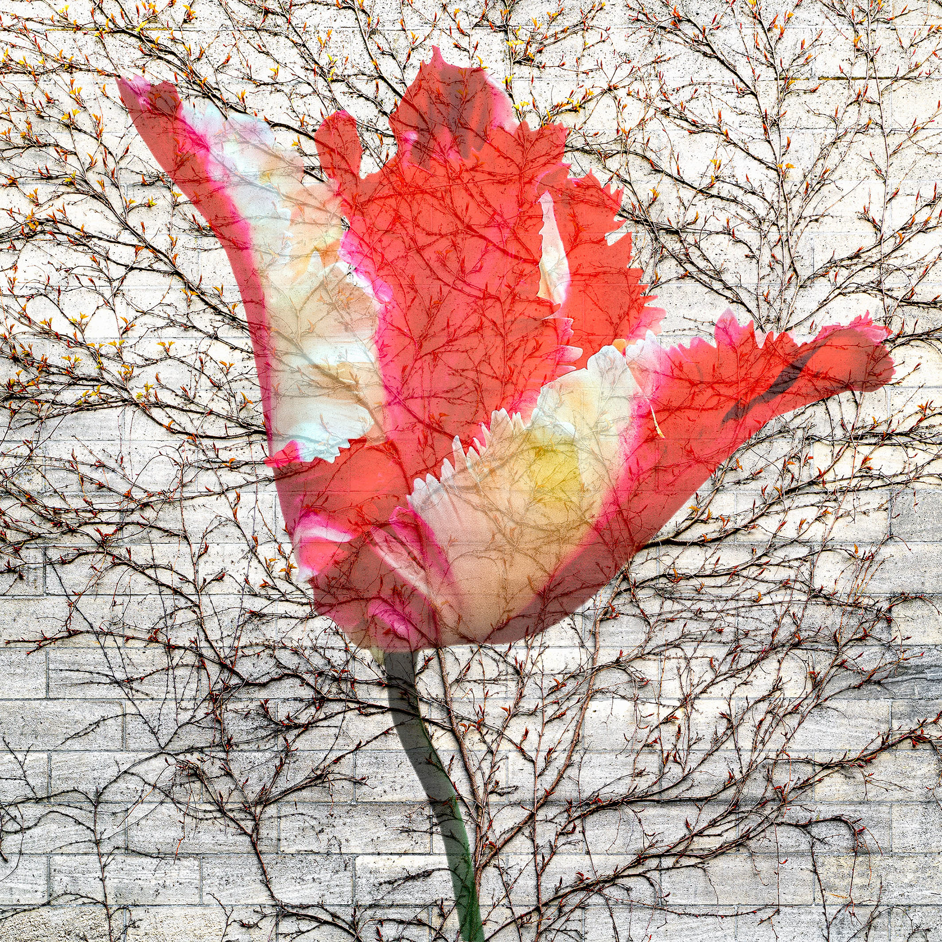Red and White Tulip 5