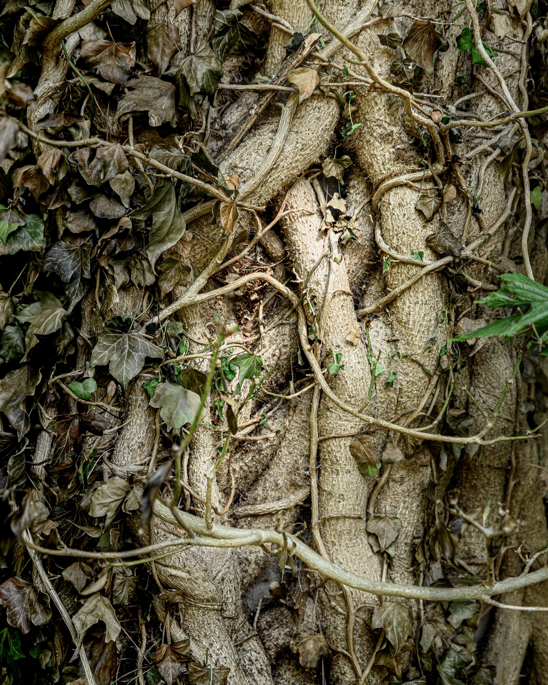 Overgrowth 197