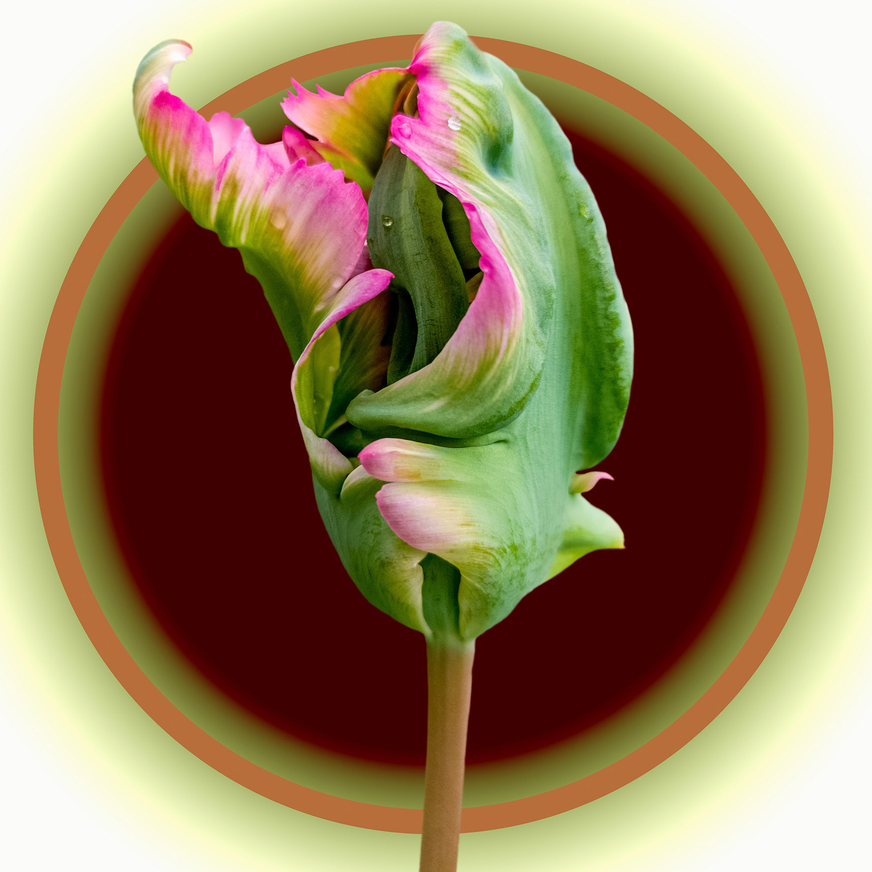 Green Pink Tulip 01
