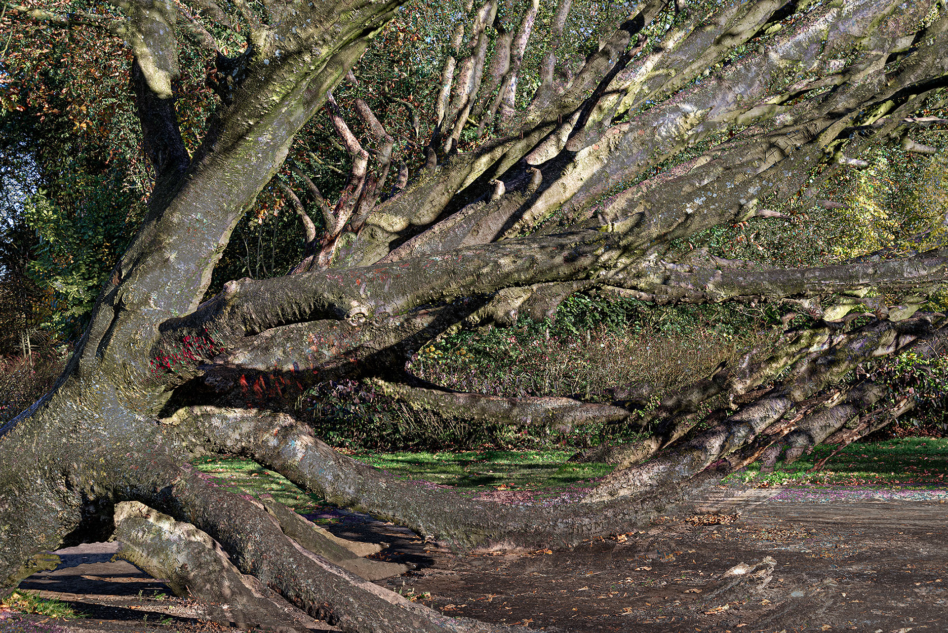 Fallen Tree 444