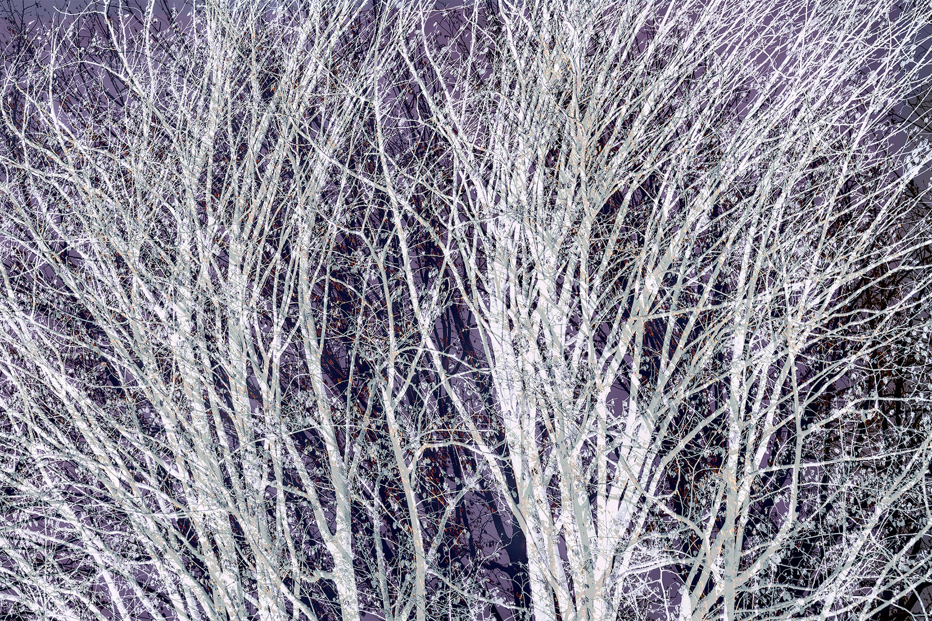 White Branches