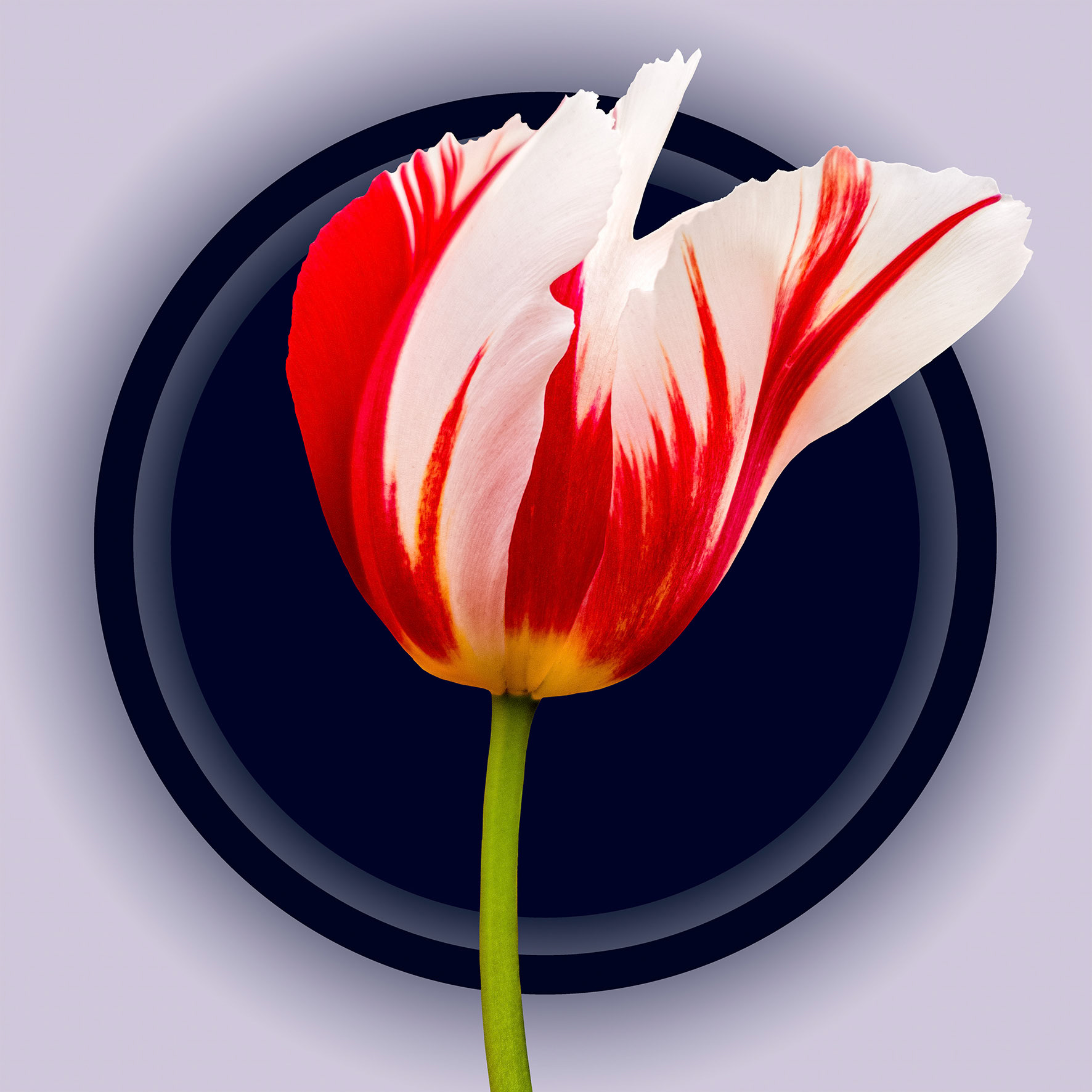 Red white Tulip 01