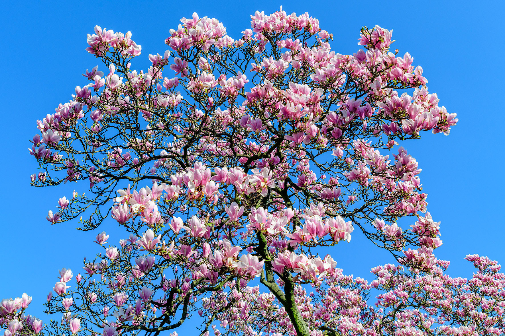 Magnolia