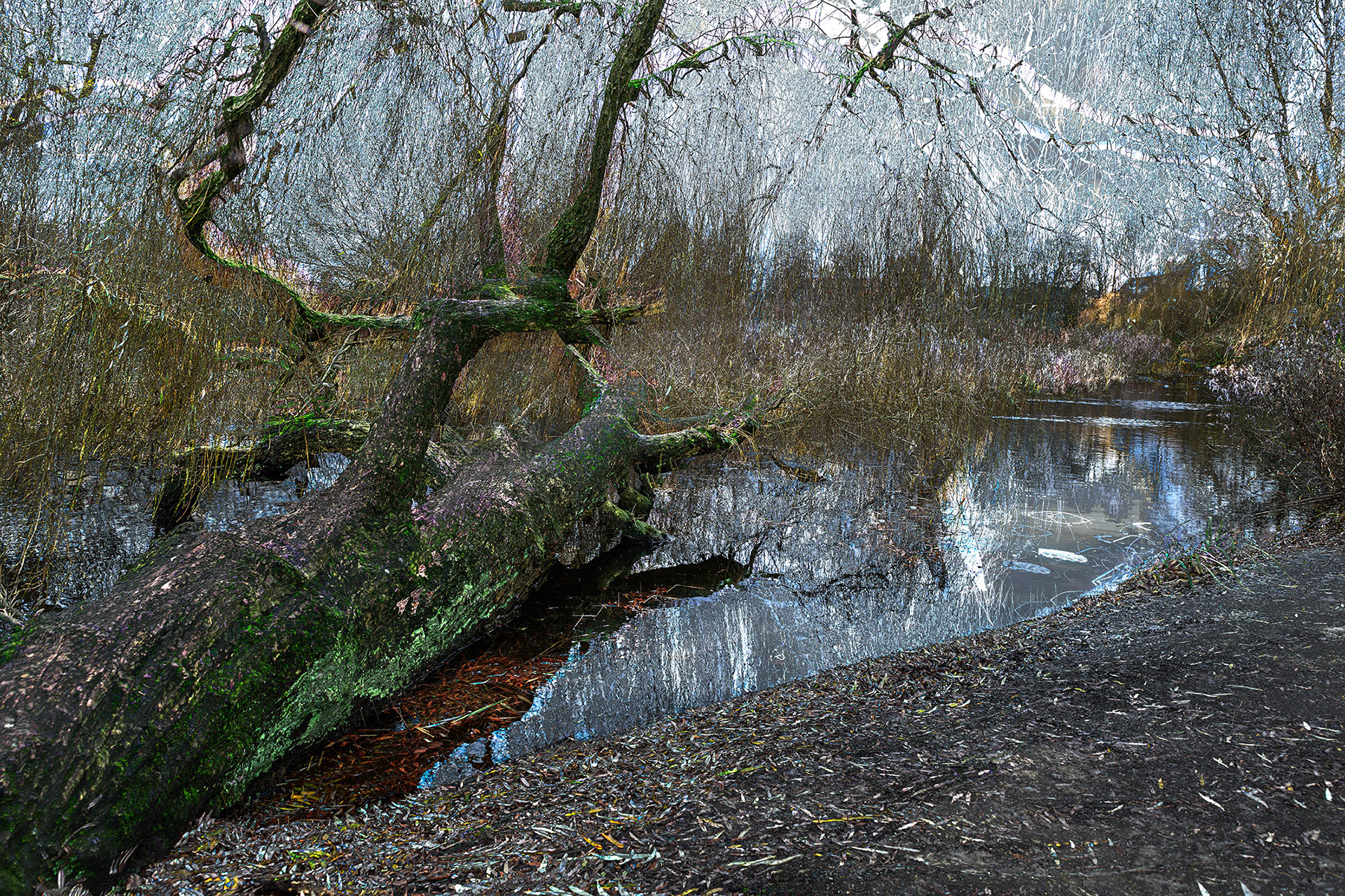 Fallen Tree 078
