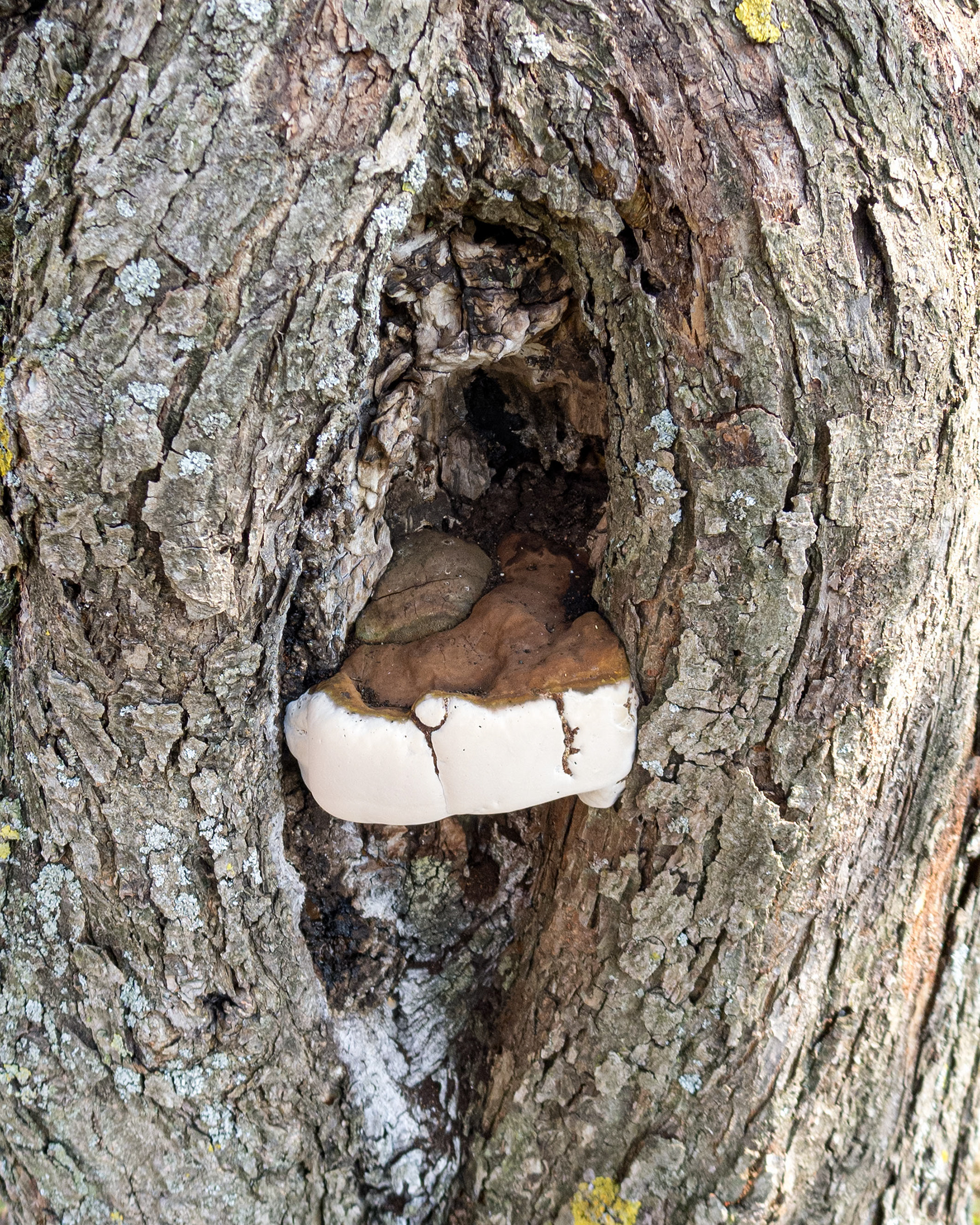 Tree Mushroom 028