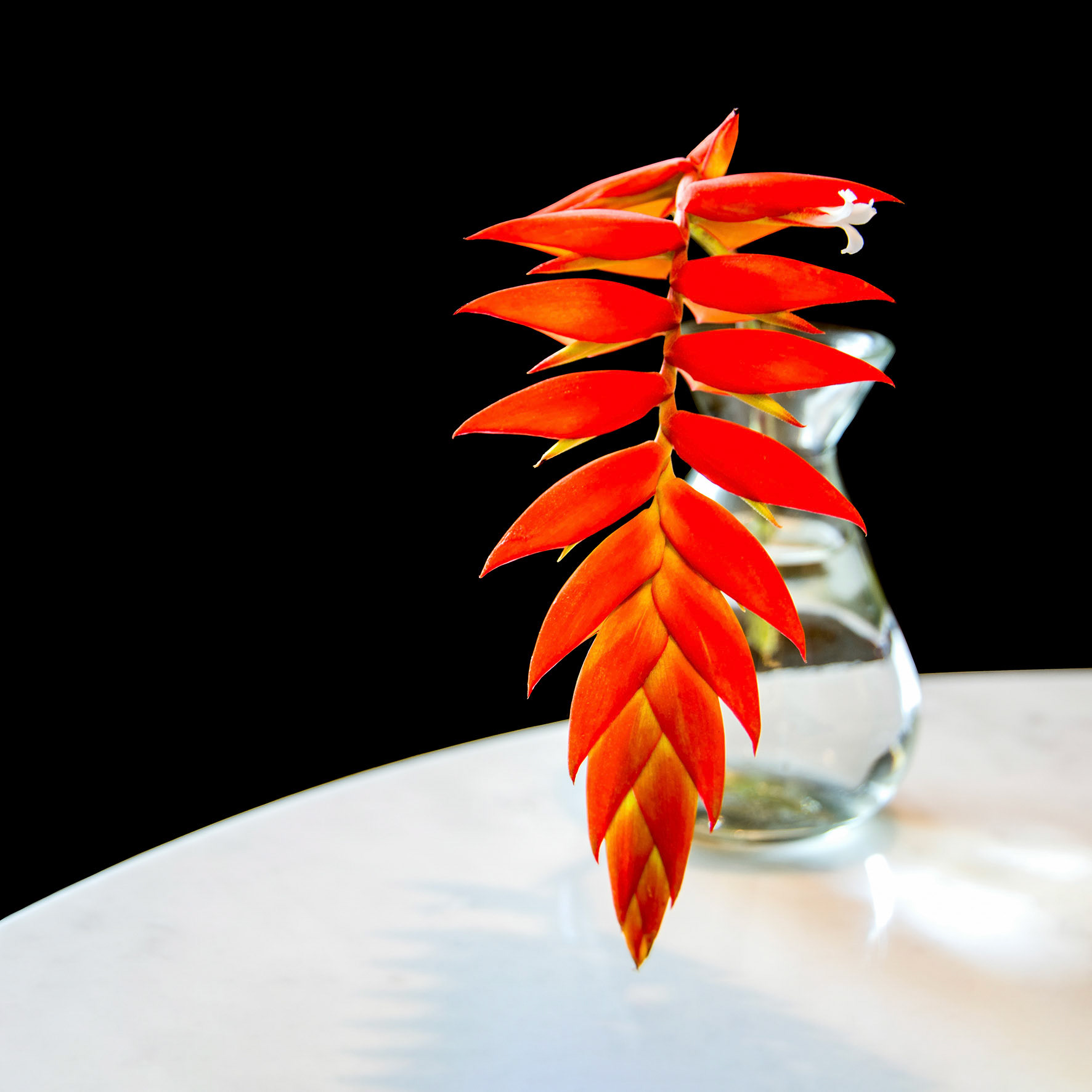Heliconia