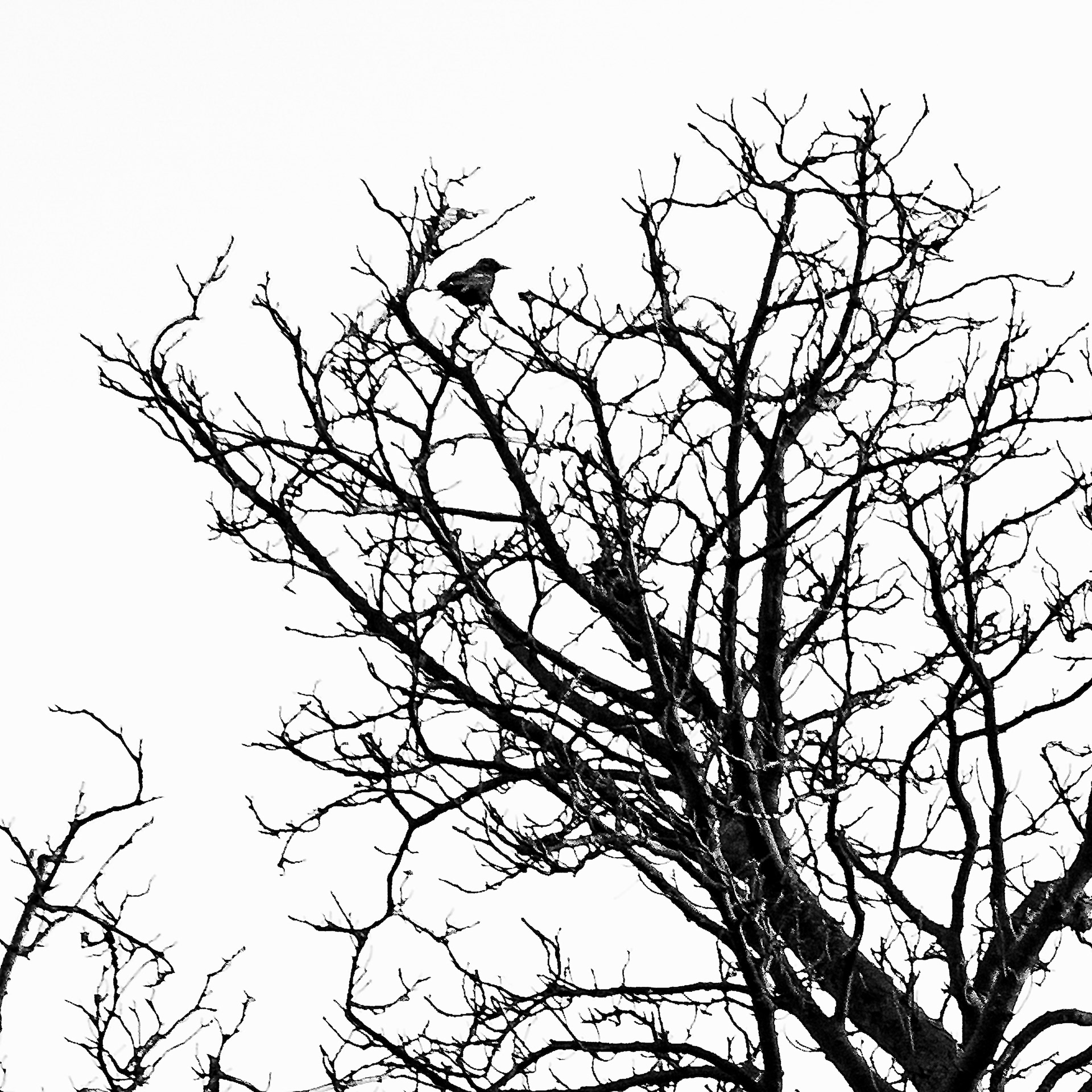 Starling Bird