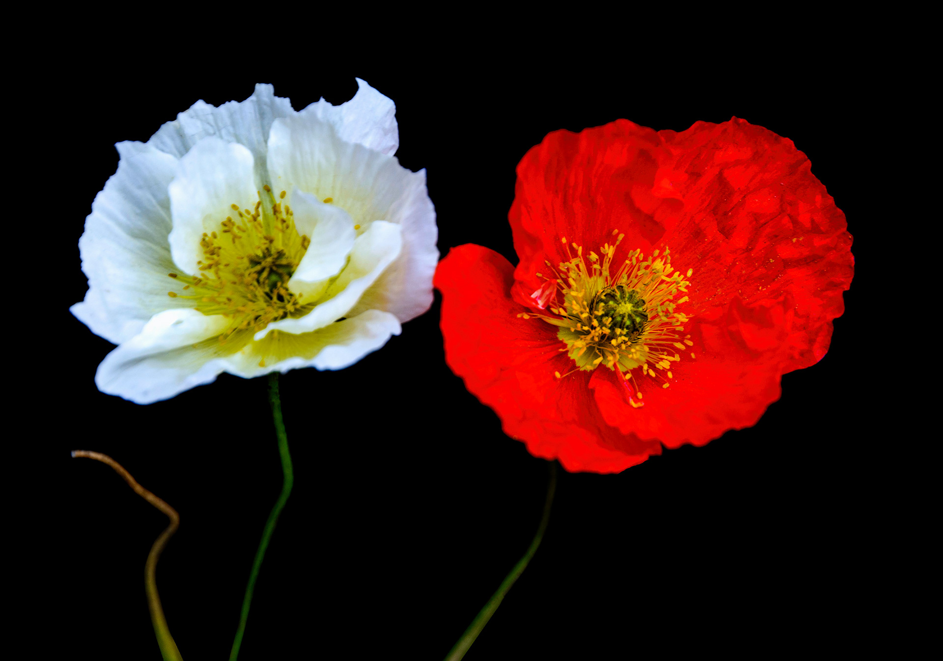 Red and White Poppy
