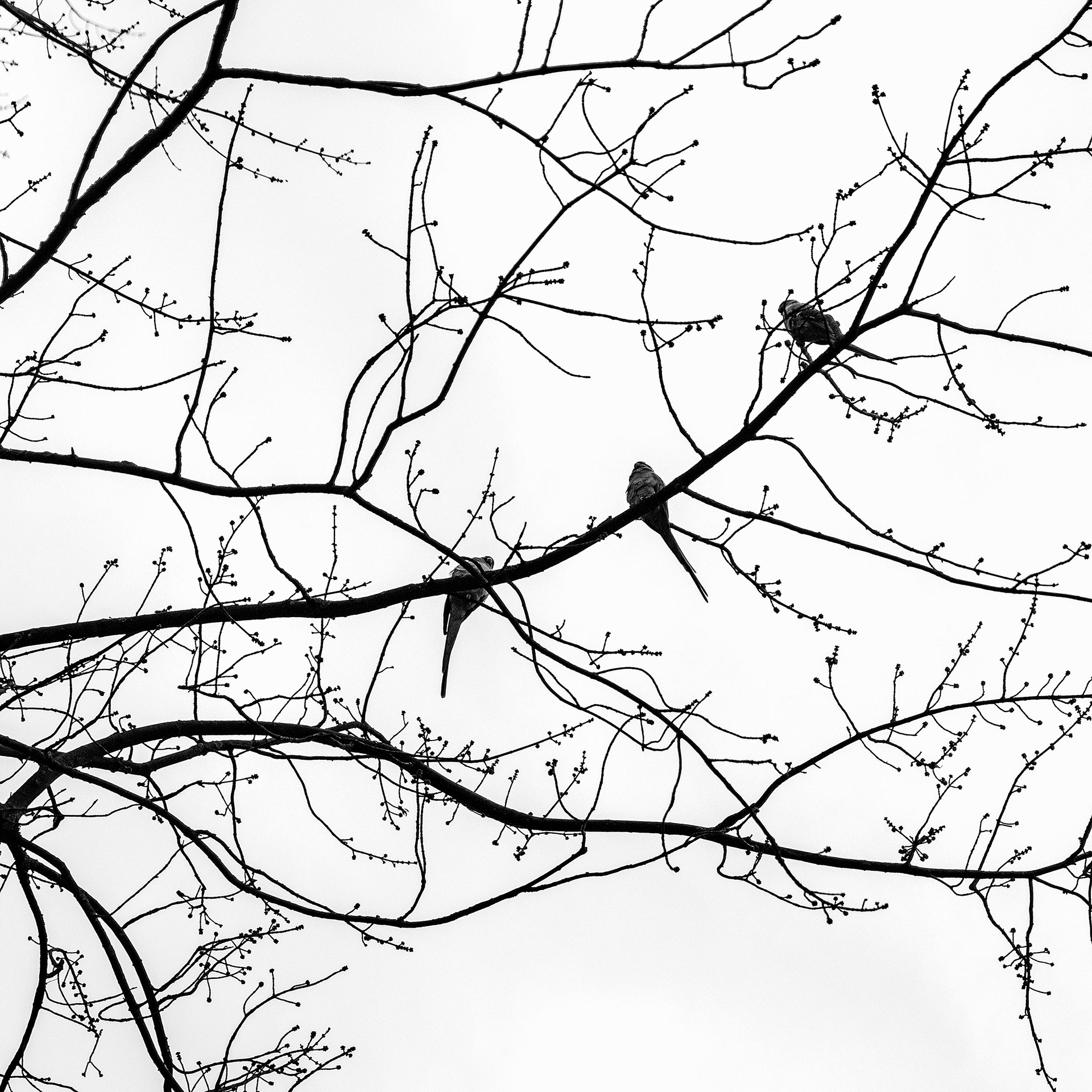 Three Parakeets