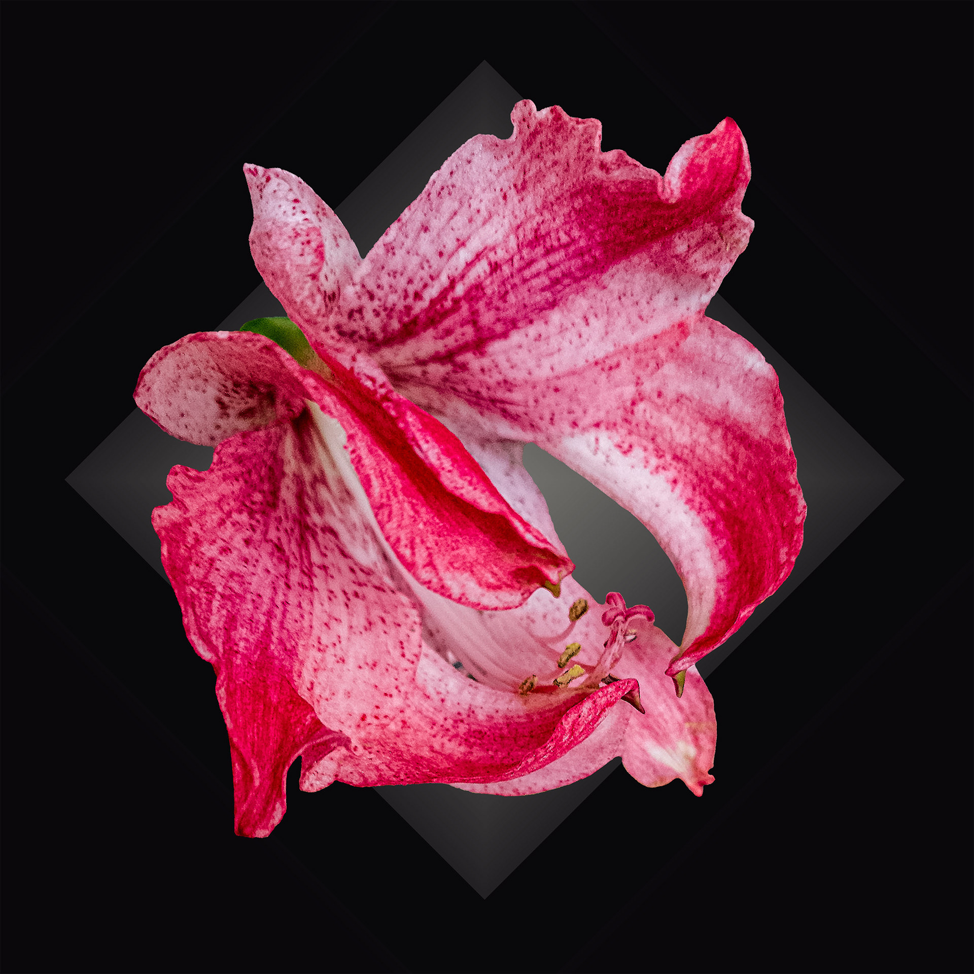Amaryllis 135