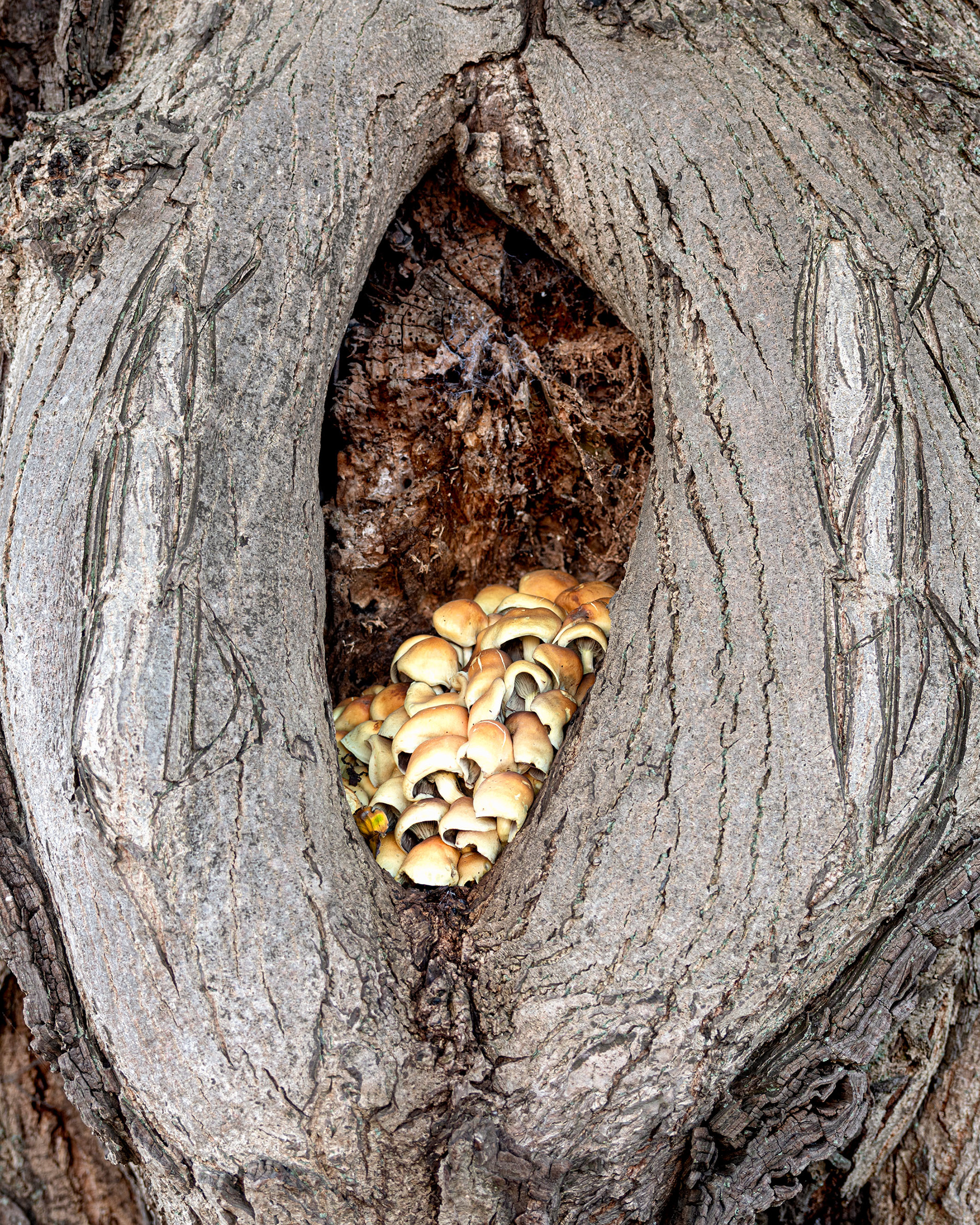 Tree Mushroom 093
