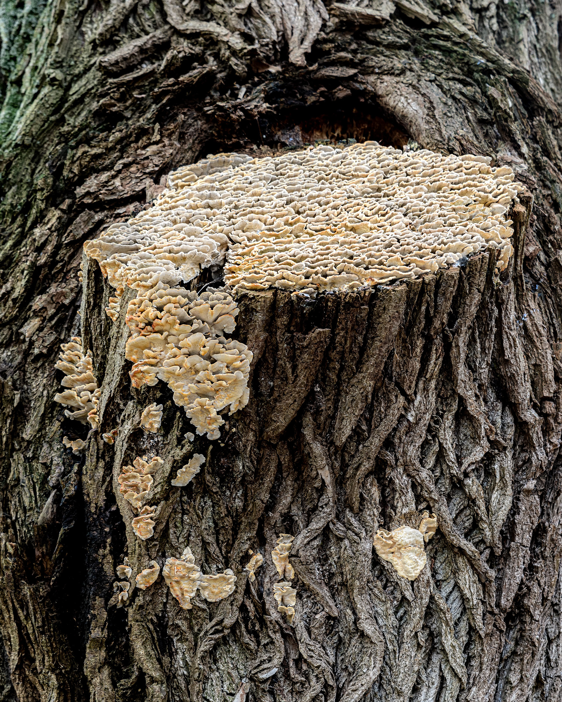 Tree Mushroom 040
