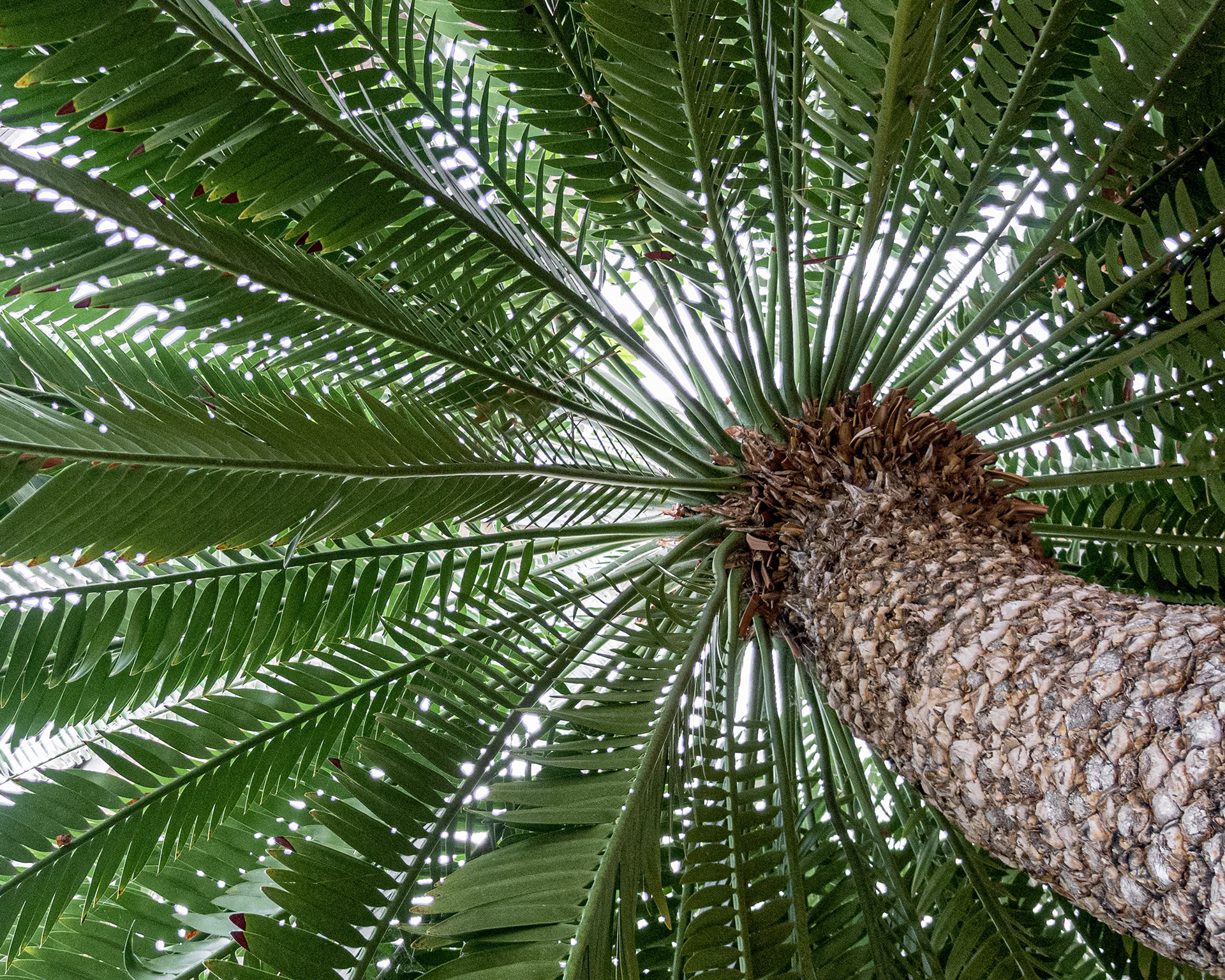Cycad Palm