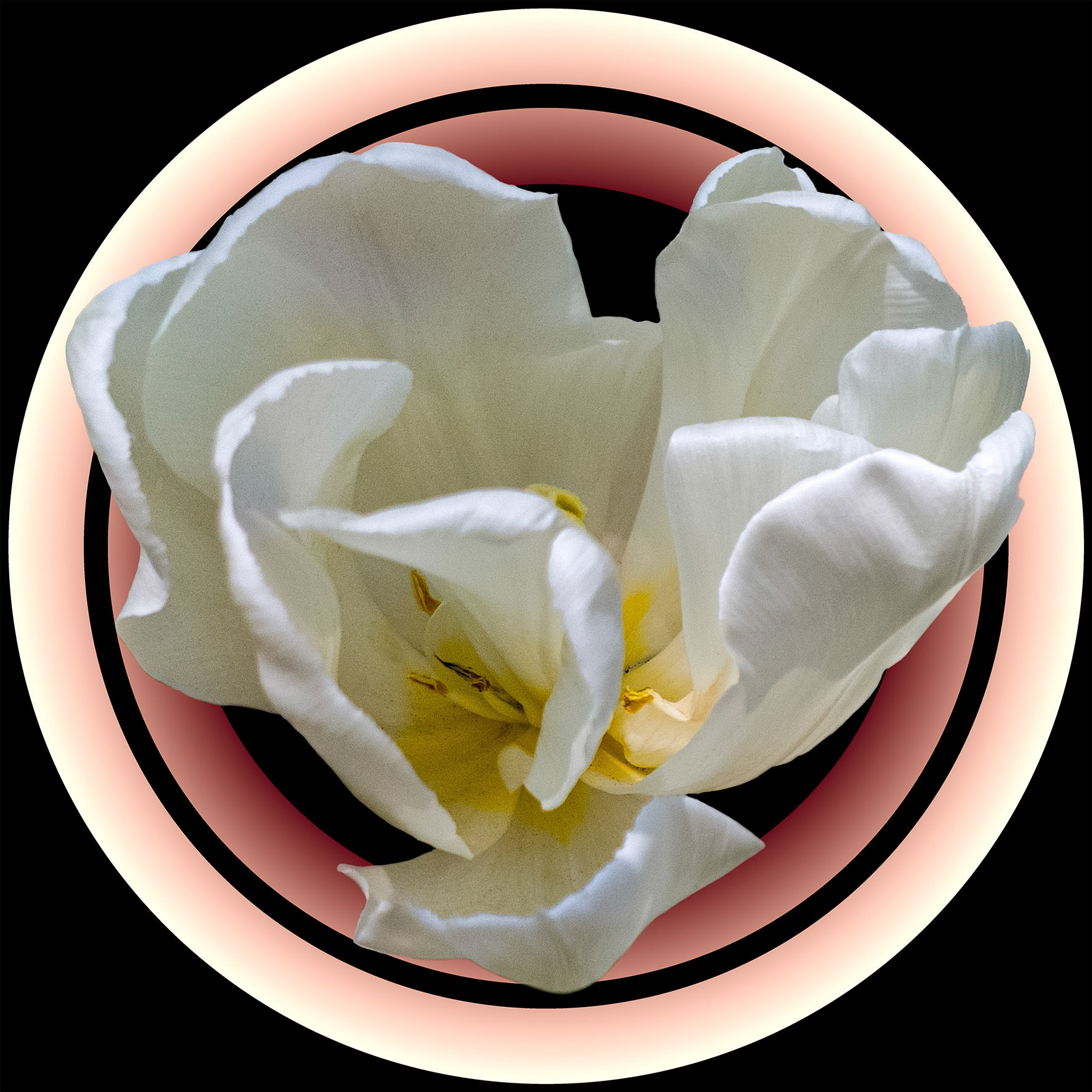 White Tulip 1